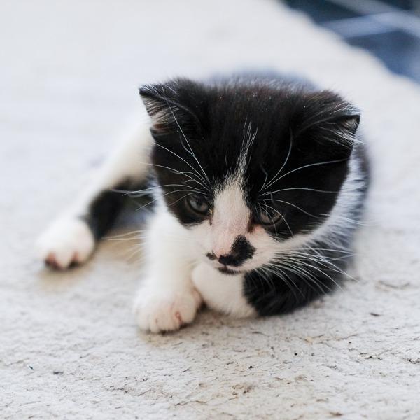 Enlarge Carl Dean, a Adoptable Domestic Short Hair in Calgary, AB image 2/6