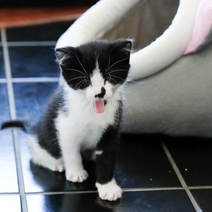 Enlarge Carl Dean, a Adoptable Domestic Short Hair in Calgary, AB image 5/6