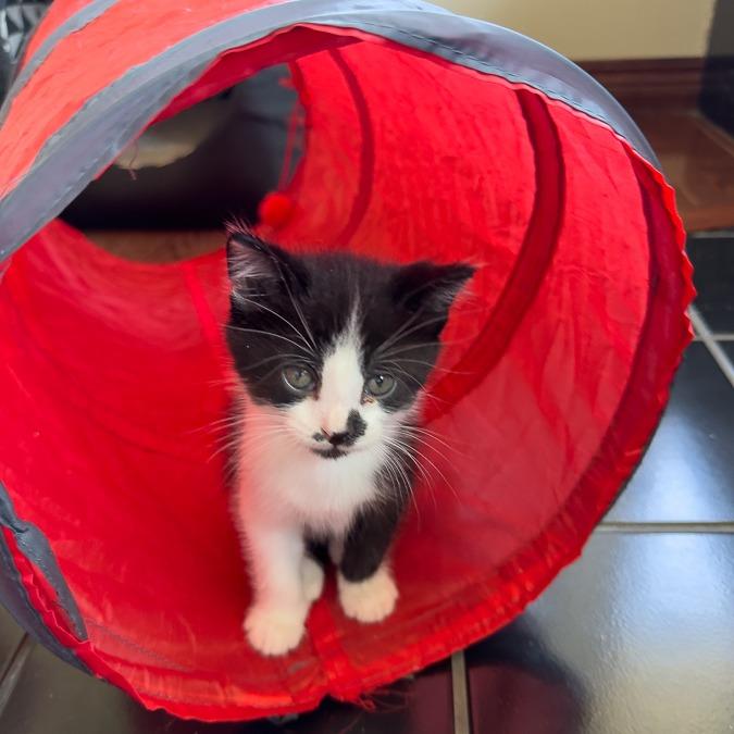 Enlarge Carl Dean, a Adoptable Domestic Short Hair in Calgary, AB image 6/6