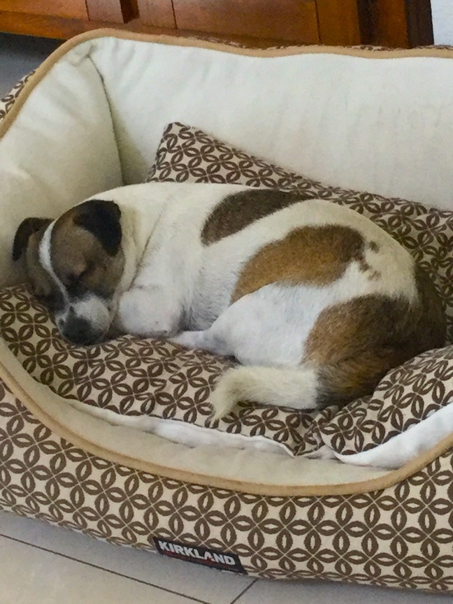 Tom, a Adoptable mixed breed in San Francisco, CA image 2/12