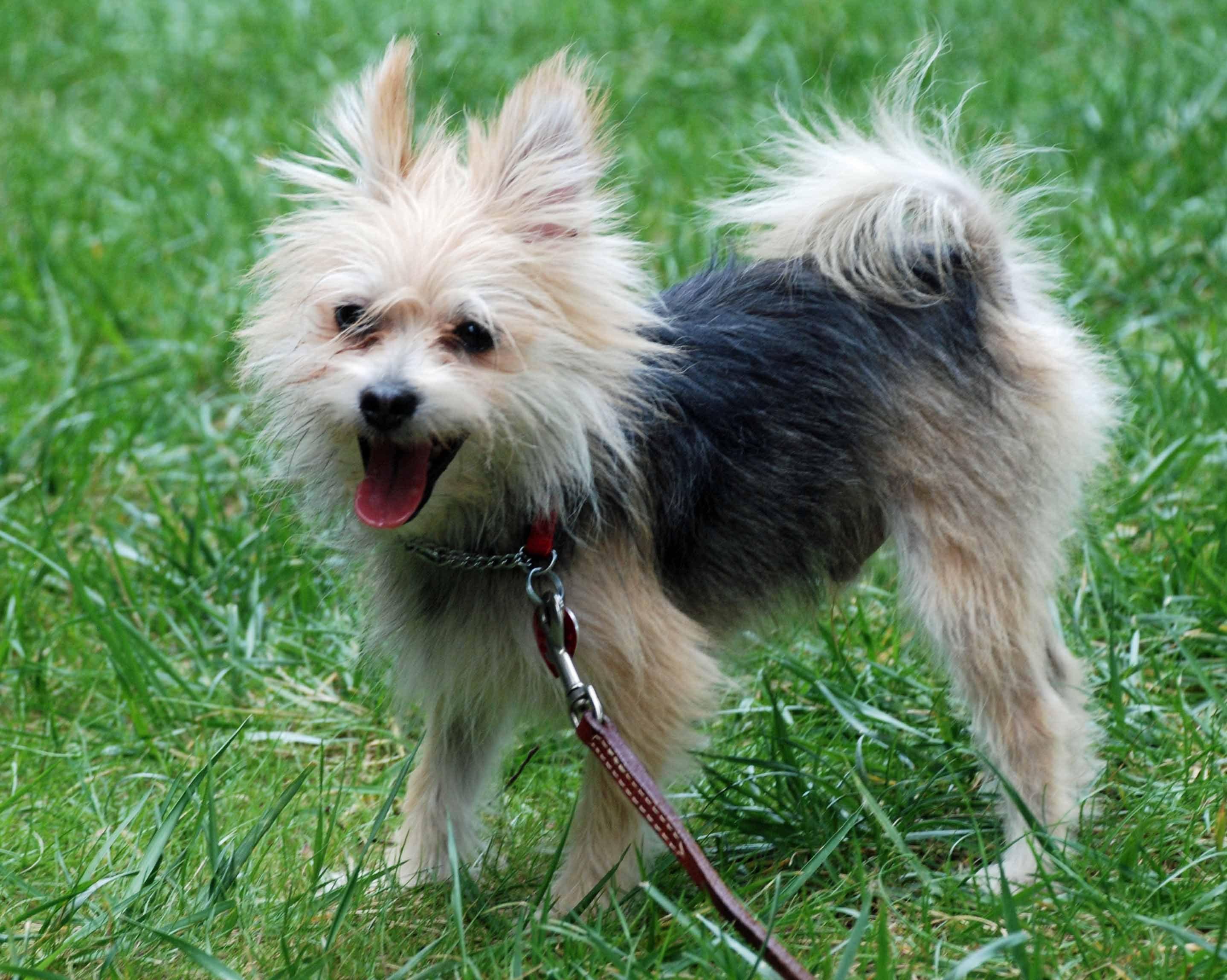 Enlarge Barney Too, an adoptable Yorkshire Terrier in Raleigh, NC image 6/6