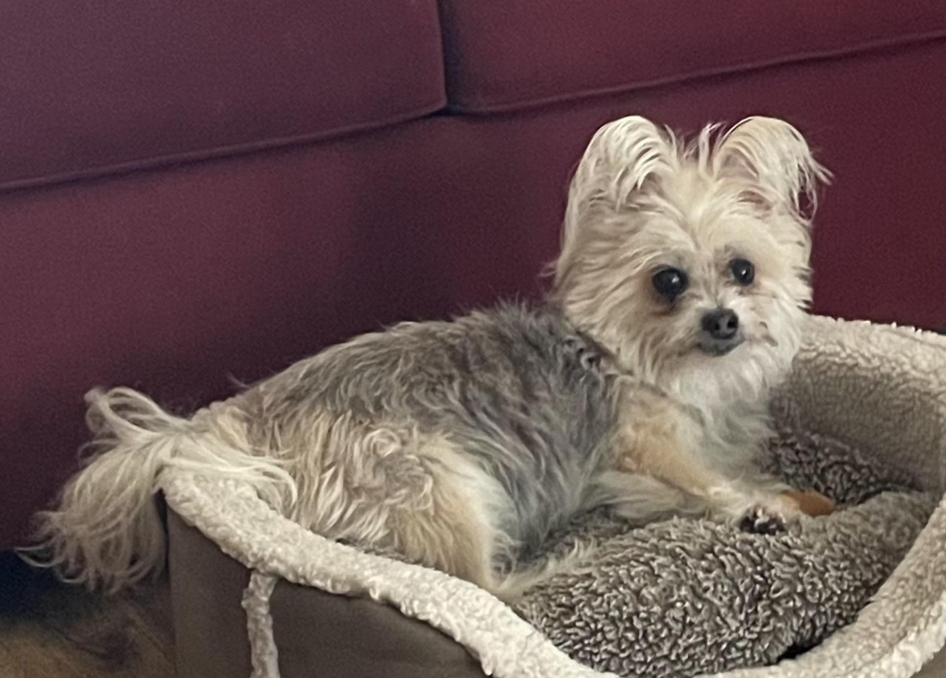 Enlarge Barney Too, an adoptable Yorkshire Terrier in Raleigh, NC image 2/6