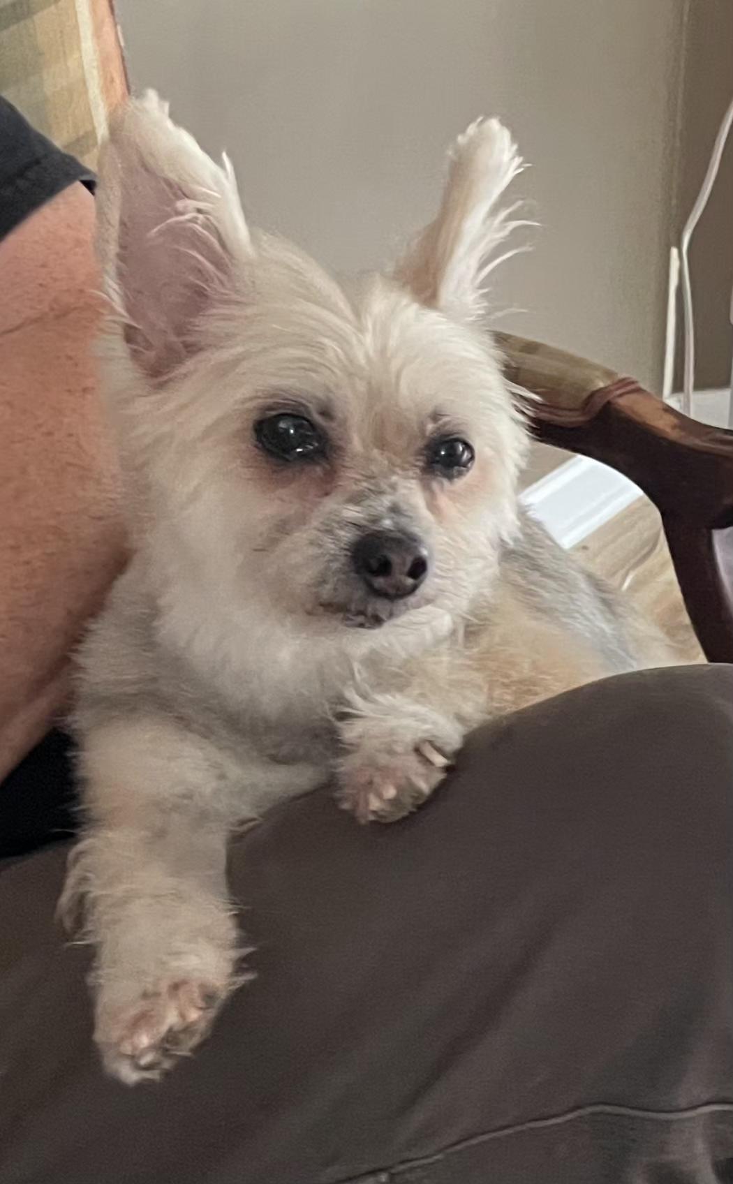 Enlarge Barney Too, an adoptable Yorkshire Terrier in Raleigh, NC image 3/6