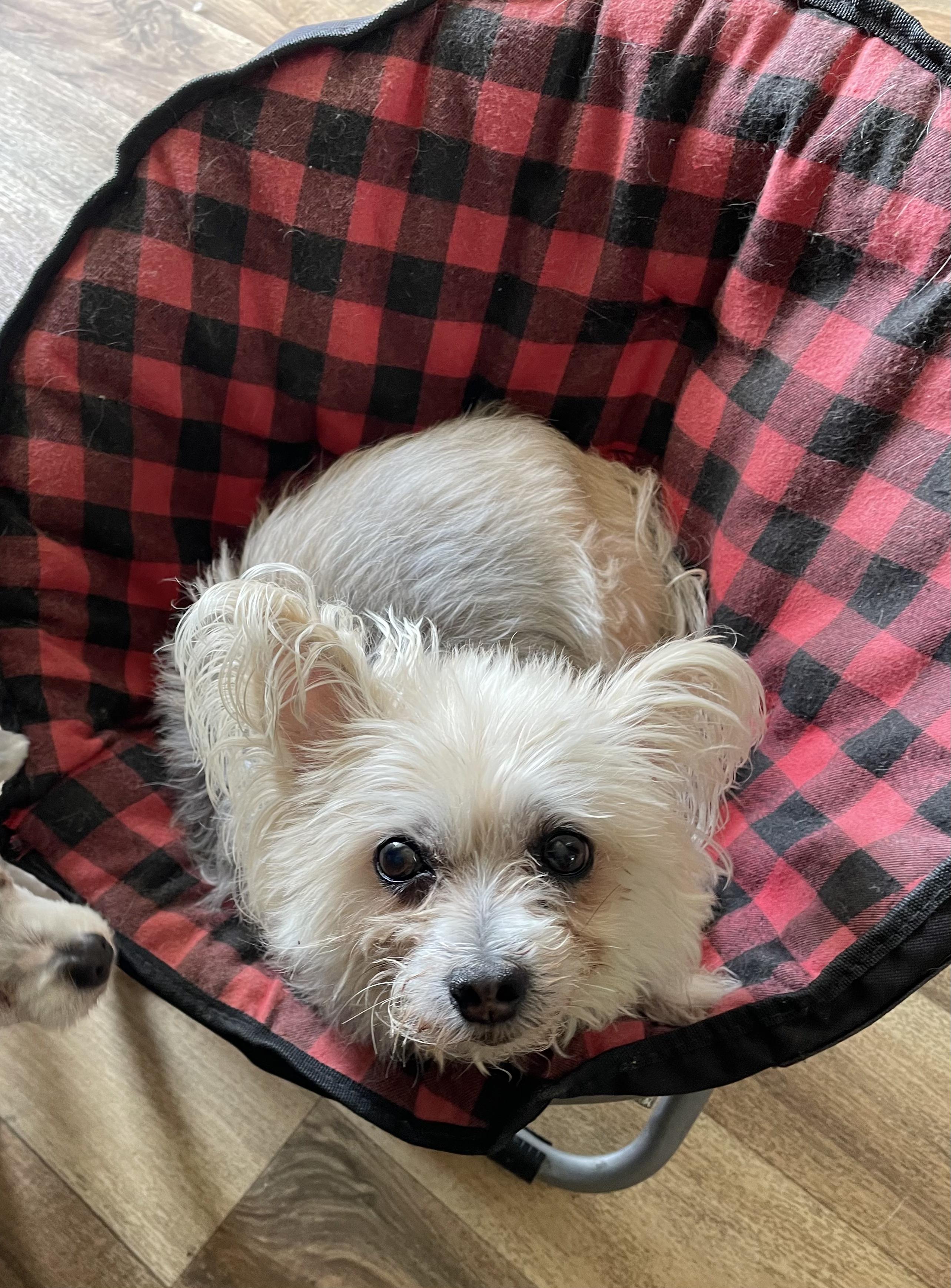 Enlarge Barney Too, an adoptable Yorkshire Terrier in Raleigh, NC image 4/6