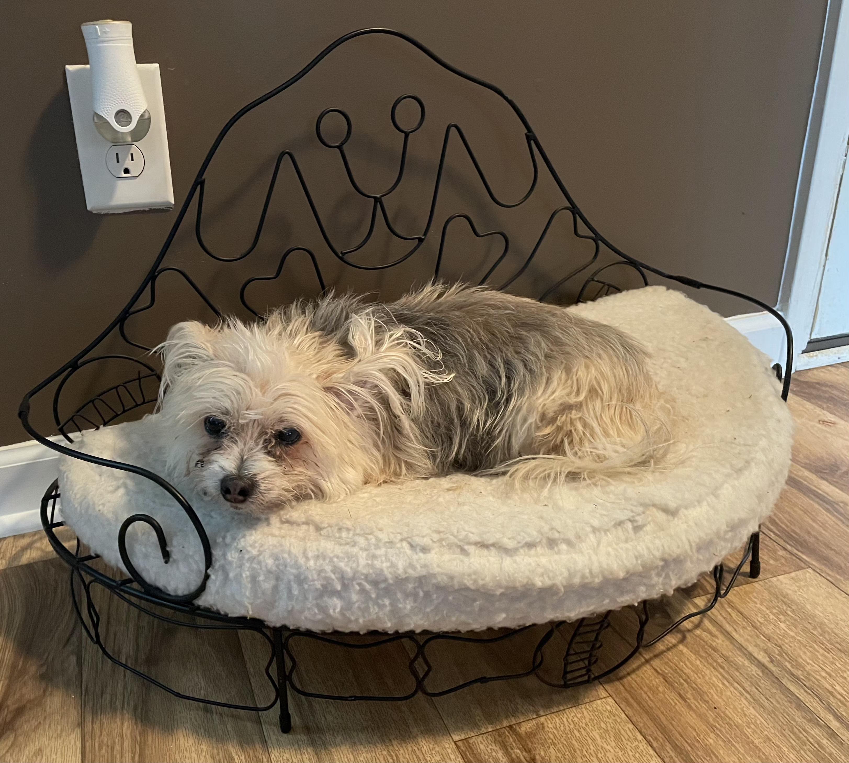 Enlarge Barney Too, an adoptable Yorkshire Terrier in Raleigh, NC image 5/6