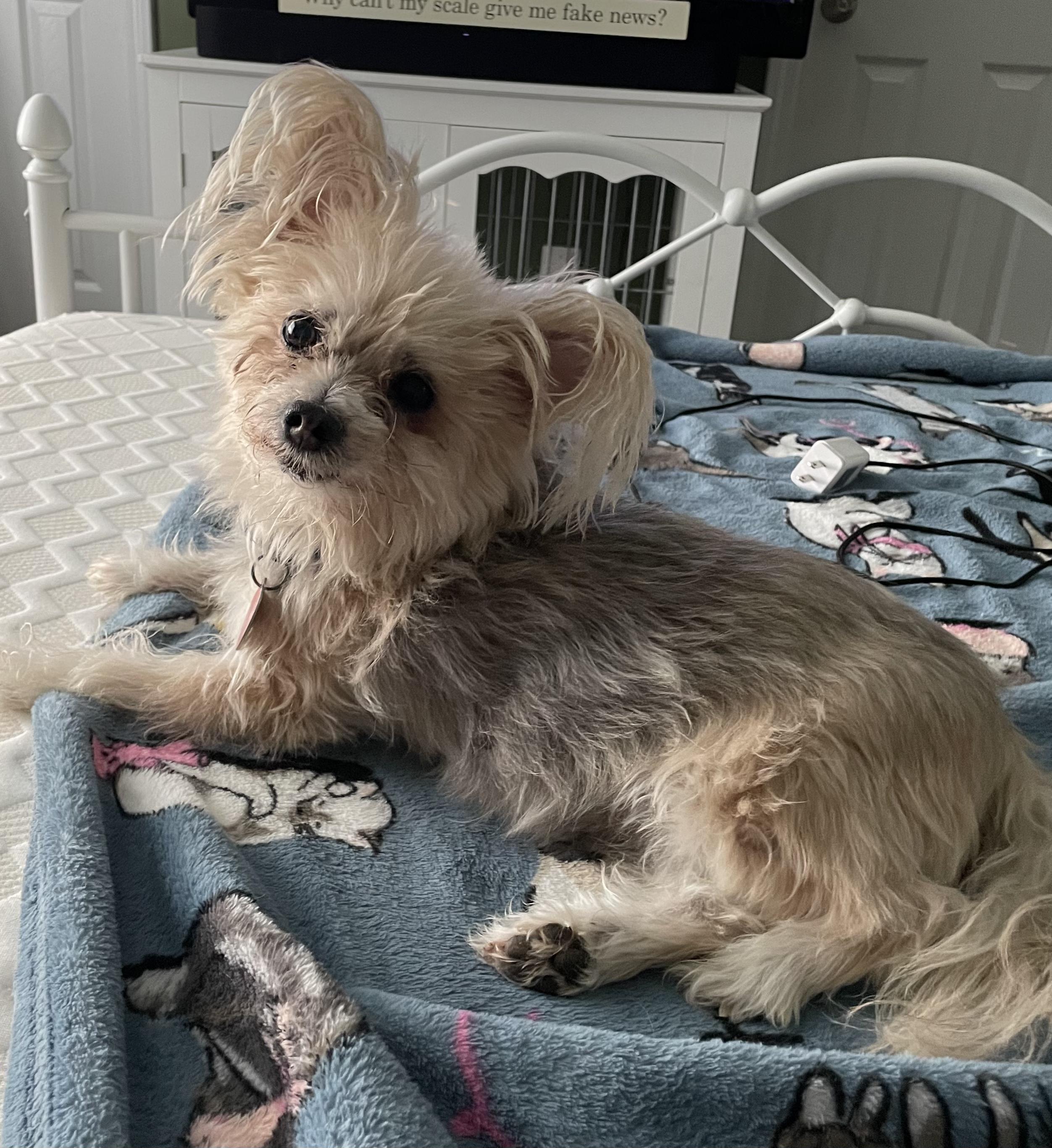 Enlarge Barney Too, an adoptable Yorkshire Terrier in Raleigh, NC image 1/6