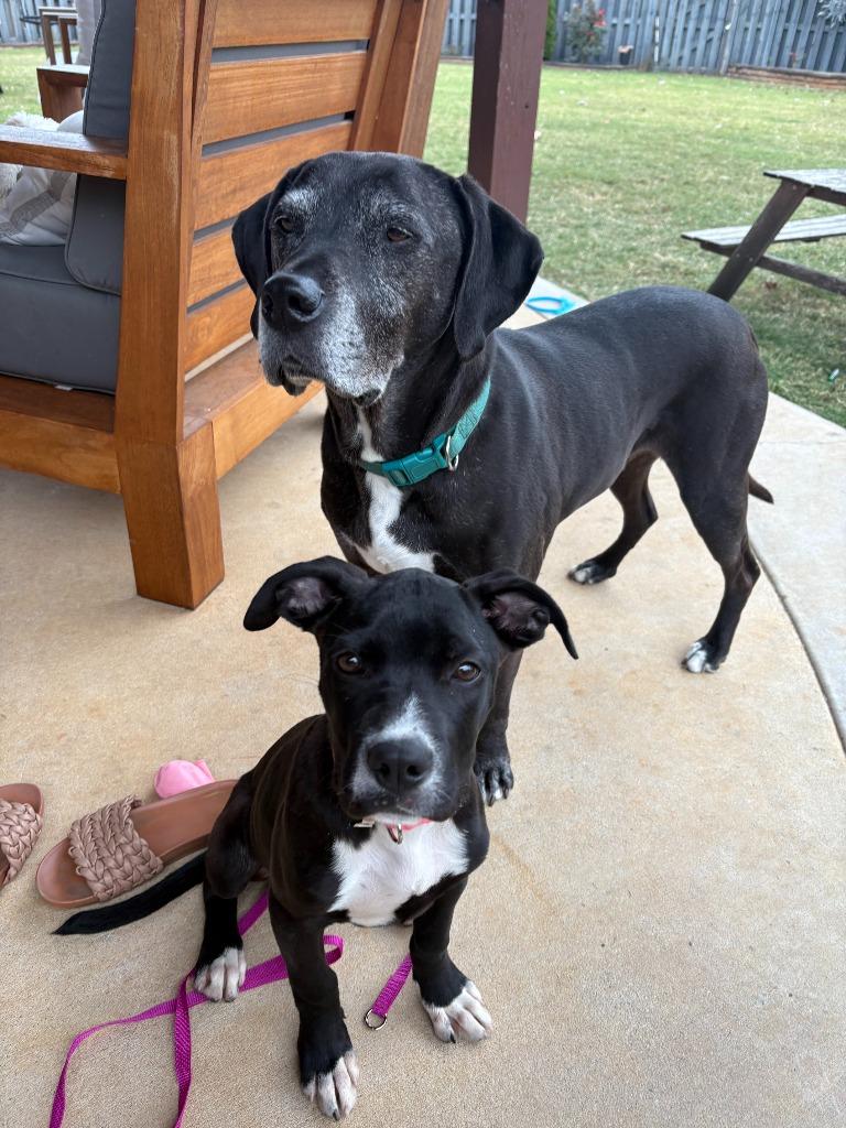 CARLY, Adoptable, Young Female Pit Bull Terrier.