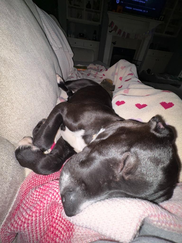 Enlarge CARLY, a Adoptable Pit Bull Terrier in Athens, AL image 2/6