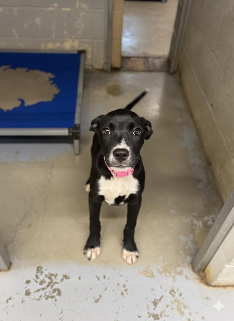 Enlarge CARLY, a Adoptable Pit Bull Terrier in Athens, AL image 3/6
