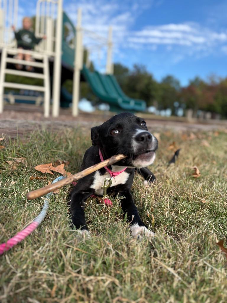 Enlarge CARLY, a Adoptable Pit Bull Terrier in Athens, AL image 4/6