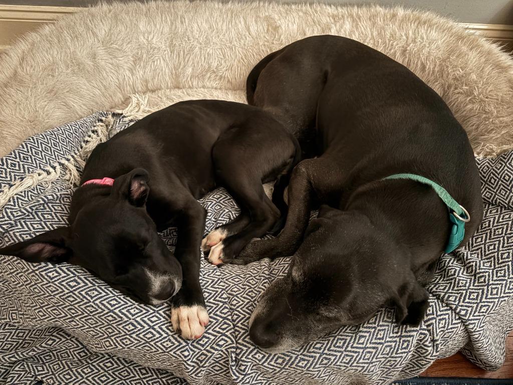 Enlarge CARLY, a Adoptable Pit Bull Terrier in Athens, AL image 5/6