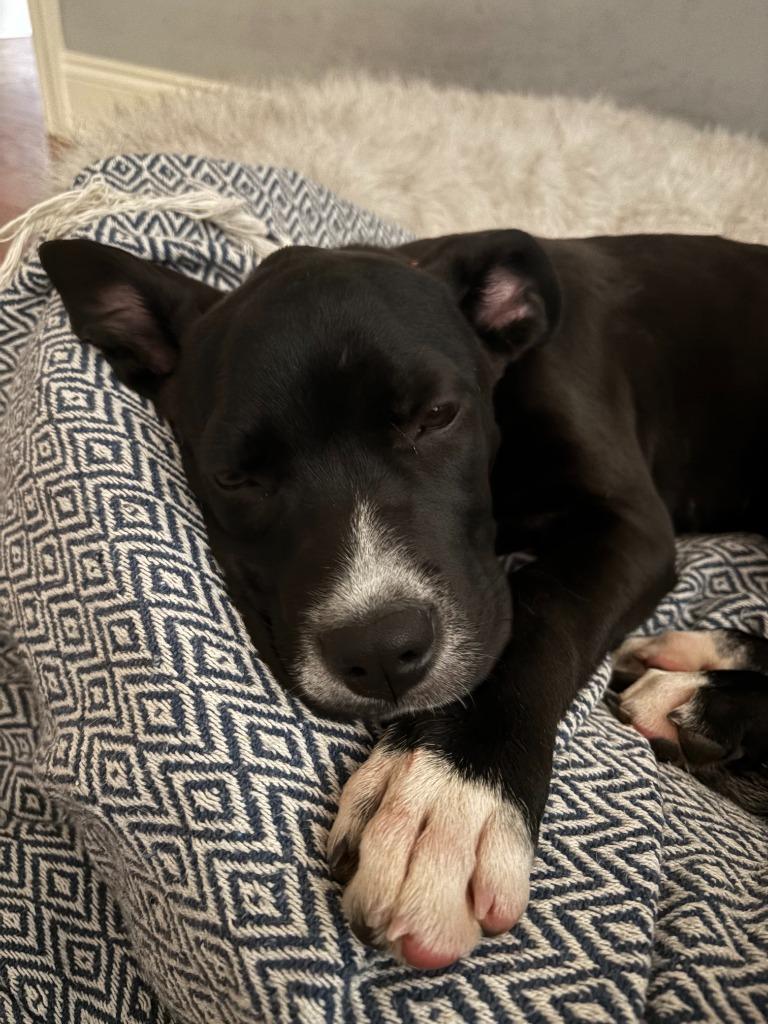 Enlarge CARLY, a Adoptable Pit Bull Terrier in Athens, AL image 6/6