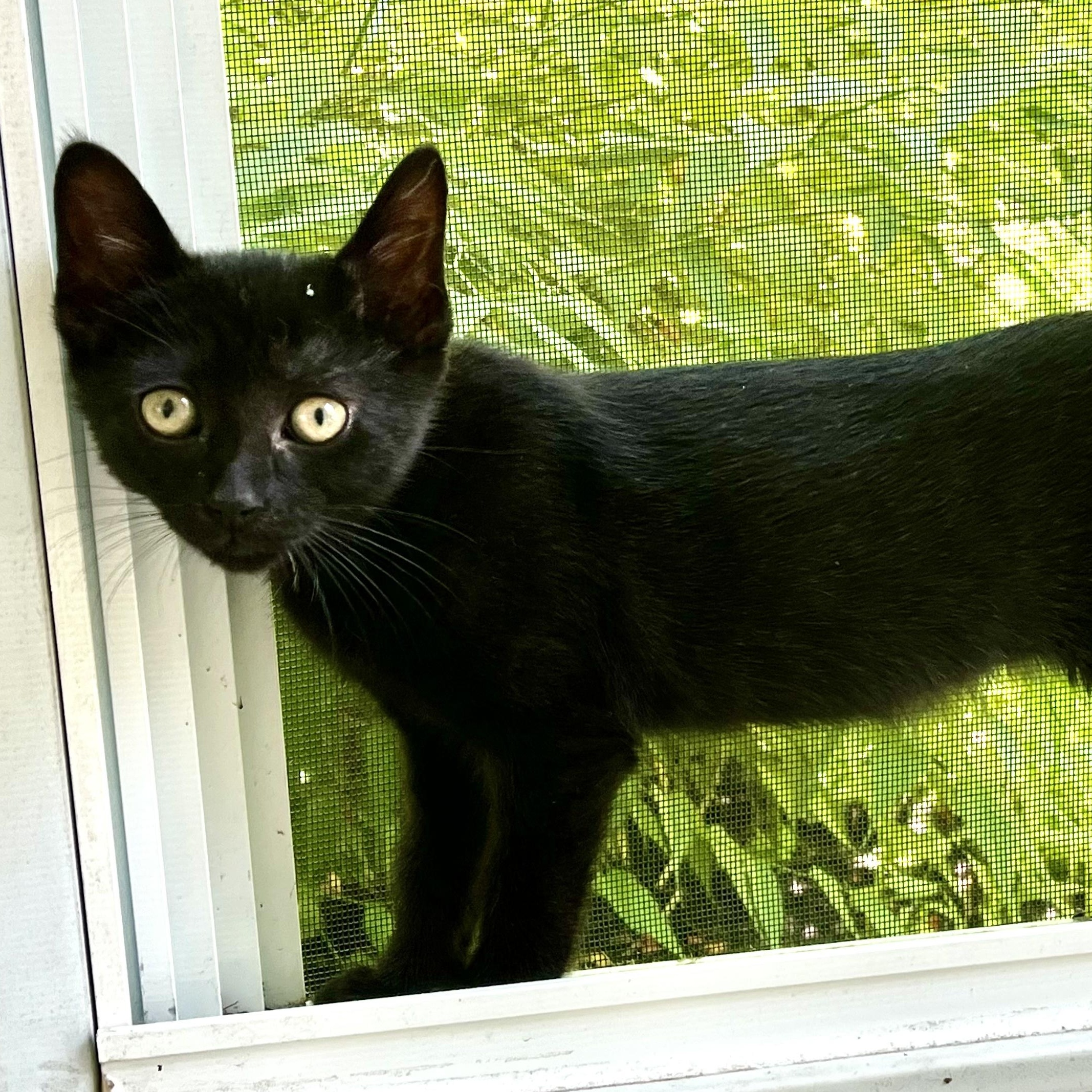 Ebony, Adoptable, Kitten Female Domestic Short Hair.