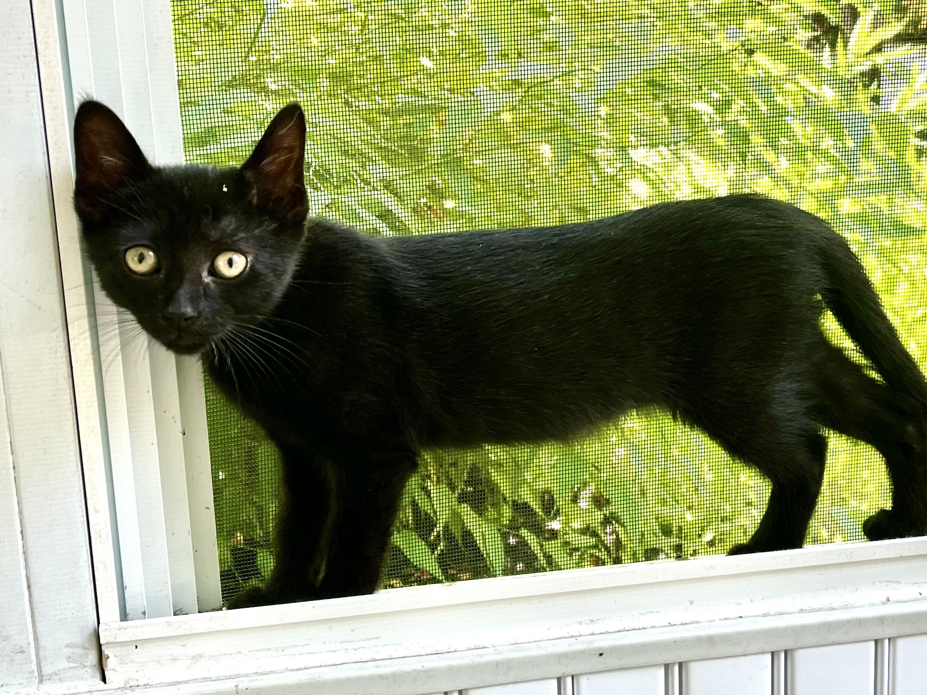 Ebony, a Adoptable Domestic Short Hair in East Amherst, NY image 2/5
