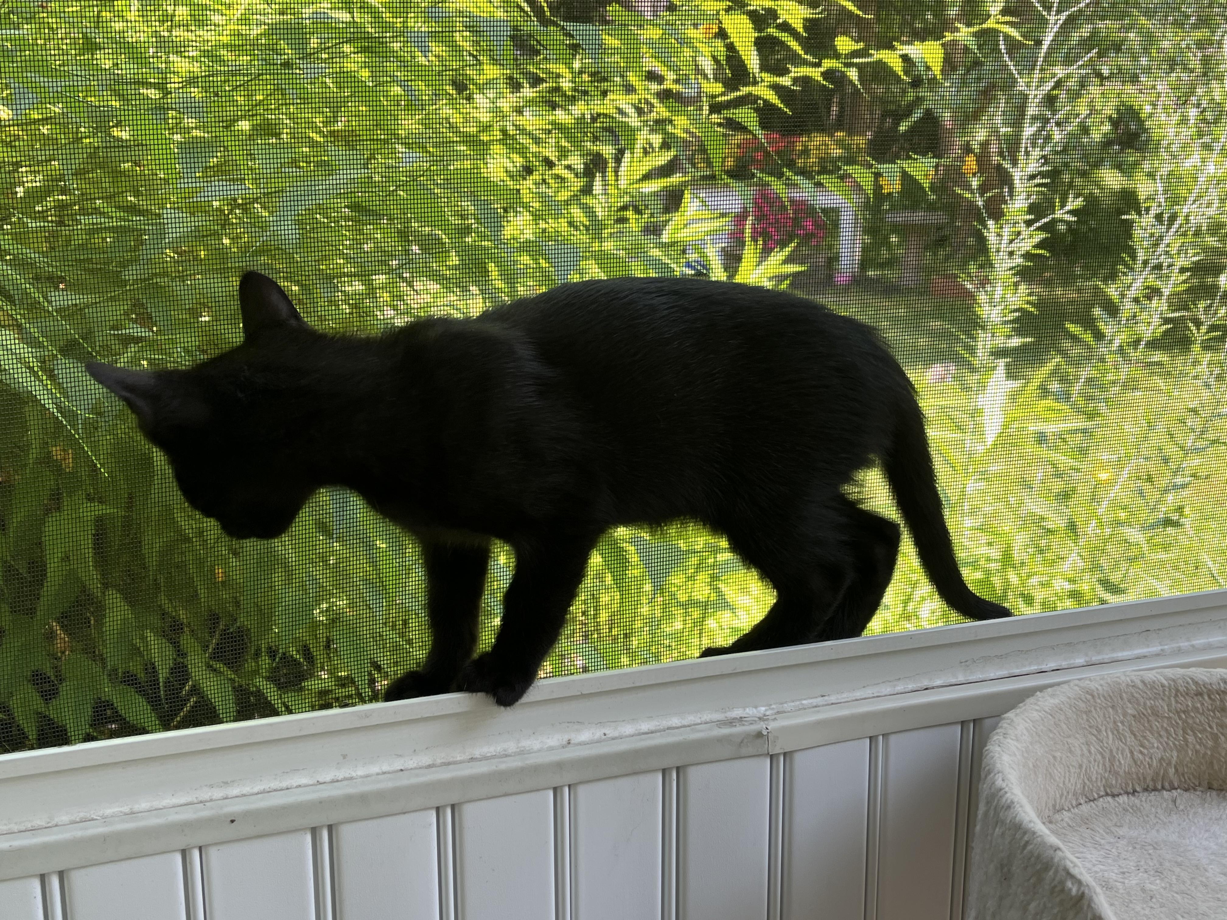 Ebony, a Adoptable Domestic Short Hair in East Amherst, NY image 4/5