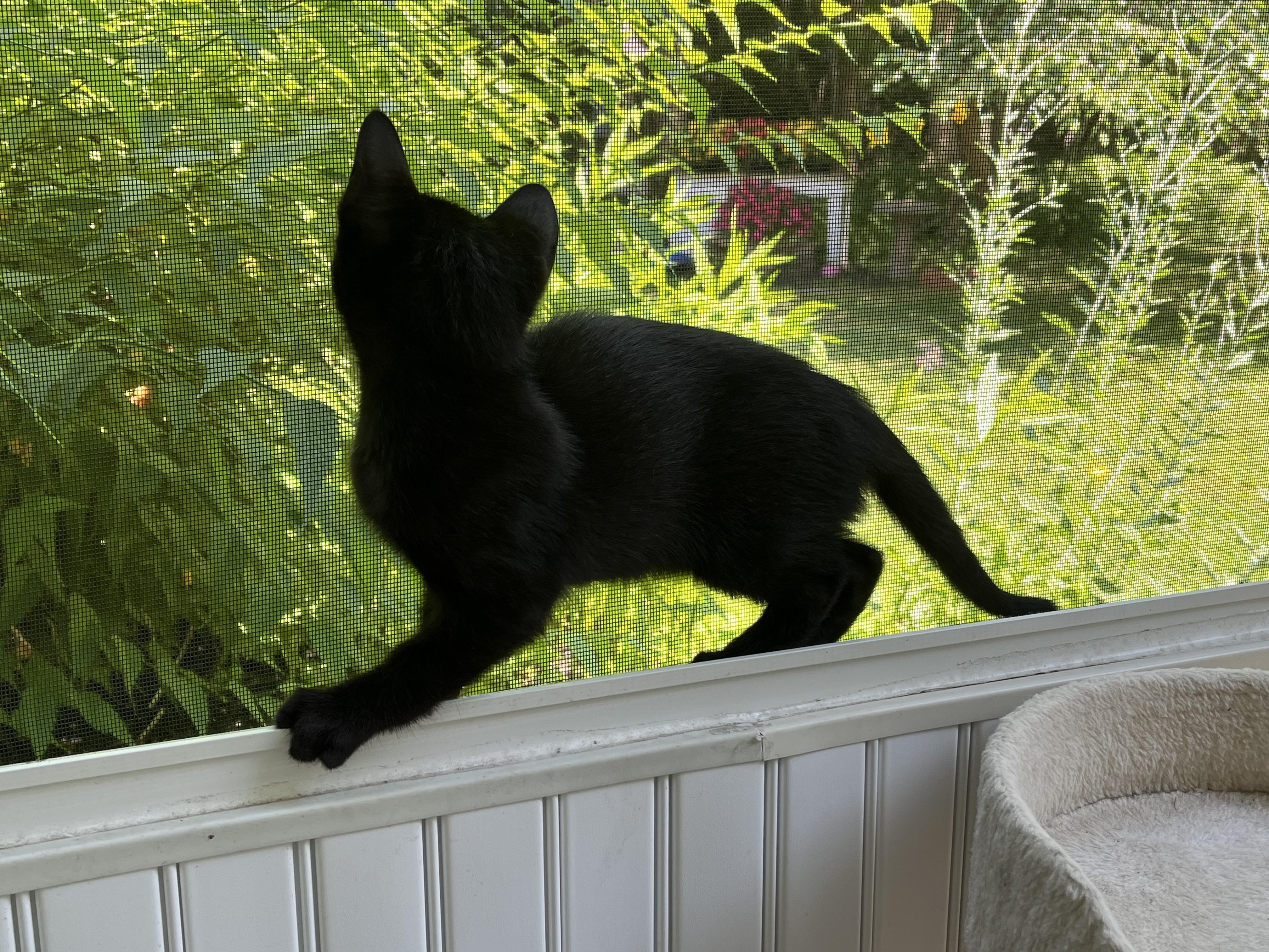 Ebony, a Adoptable Domestic Short Hair in East Amherst, NY image 3/5