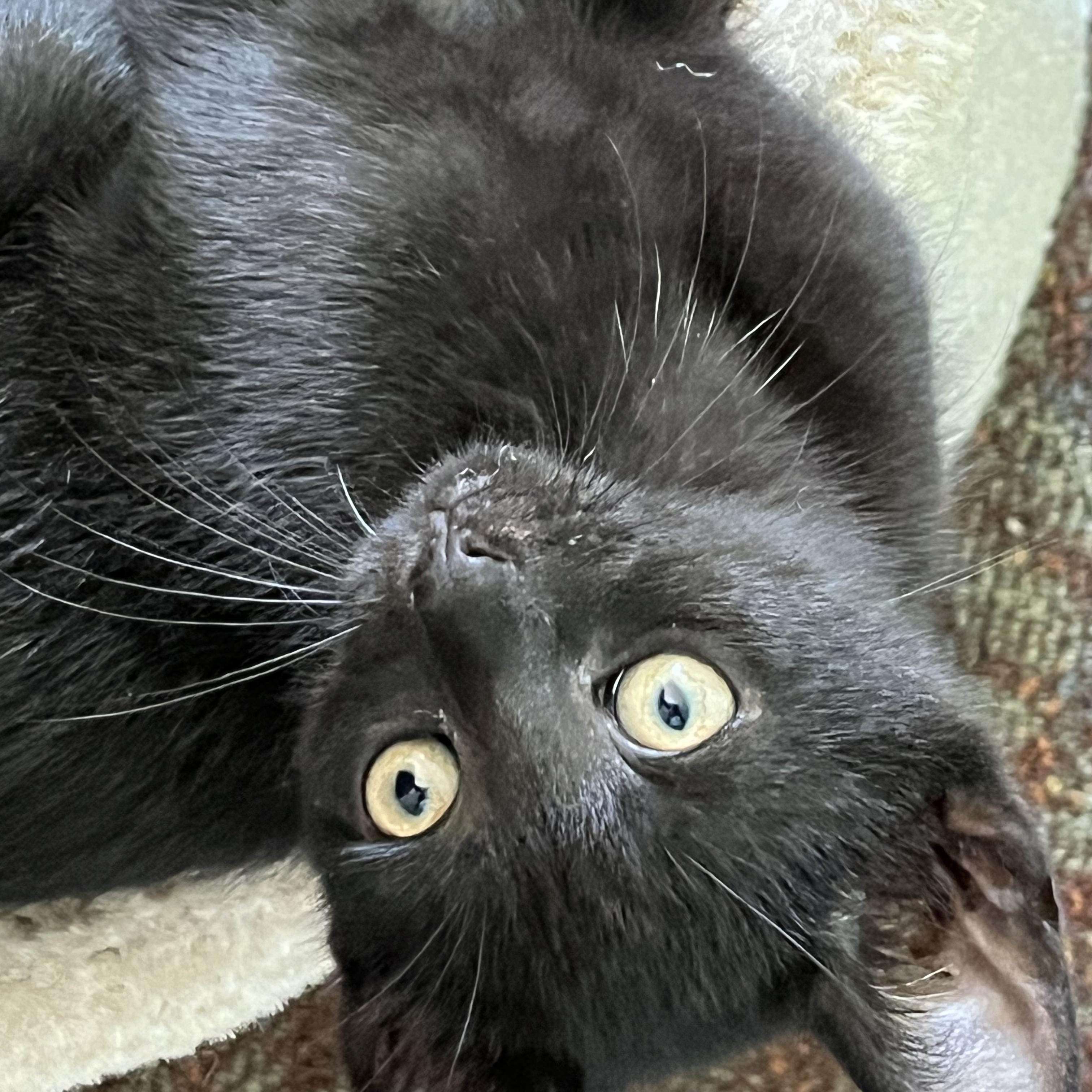 Ebony, Adoptable, Kitten Female Domestic Short Hair.