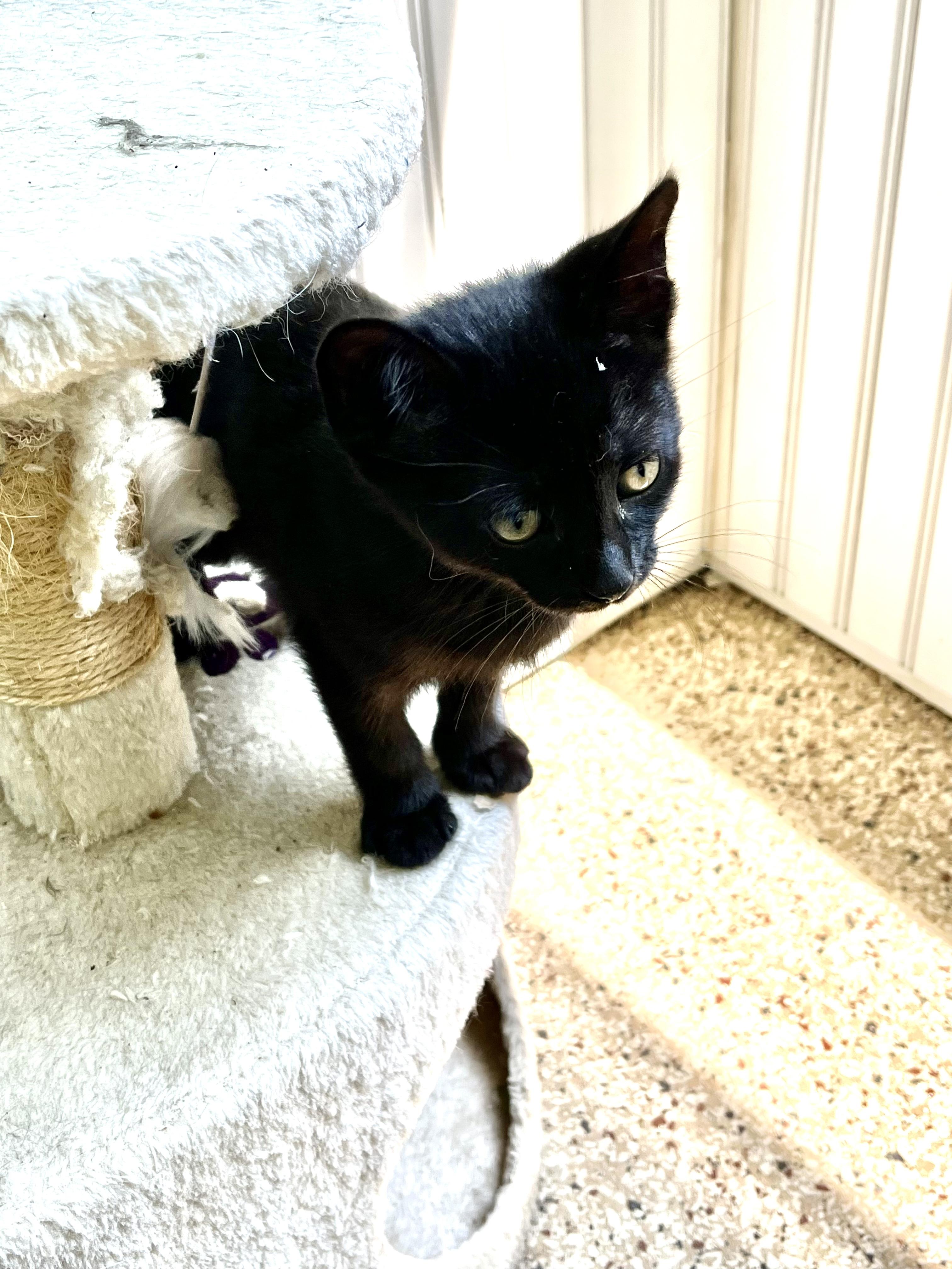 Ebony, a Adoptable Domestic Short Hair in East Amherst, NY image 5/5