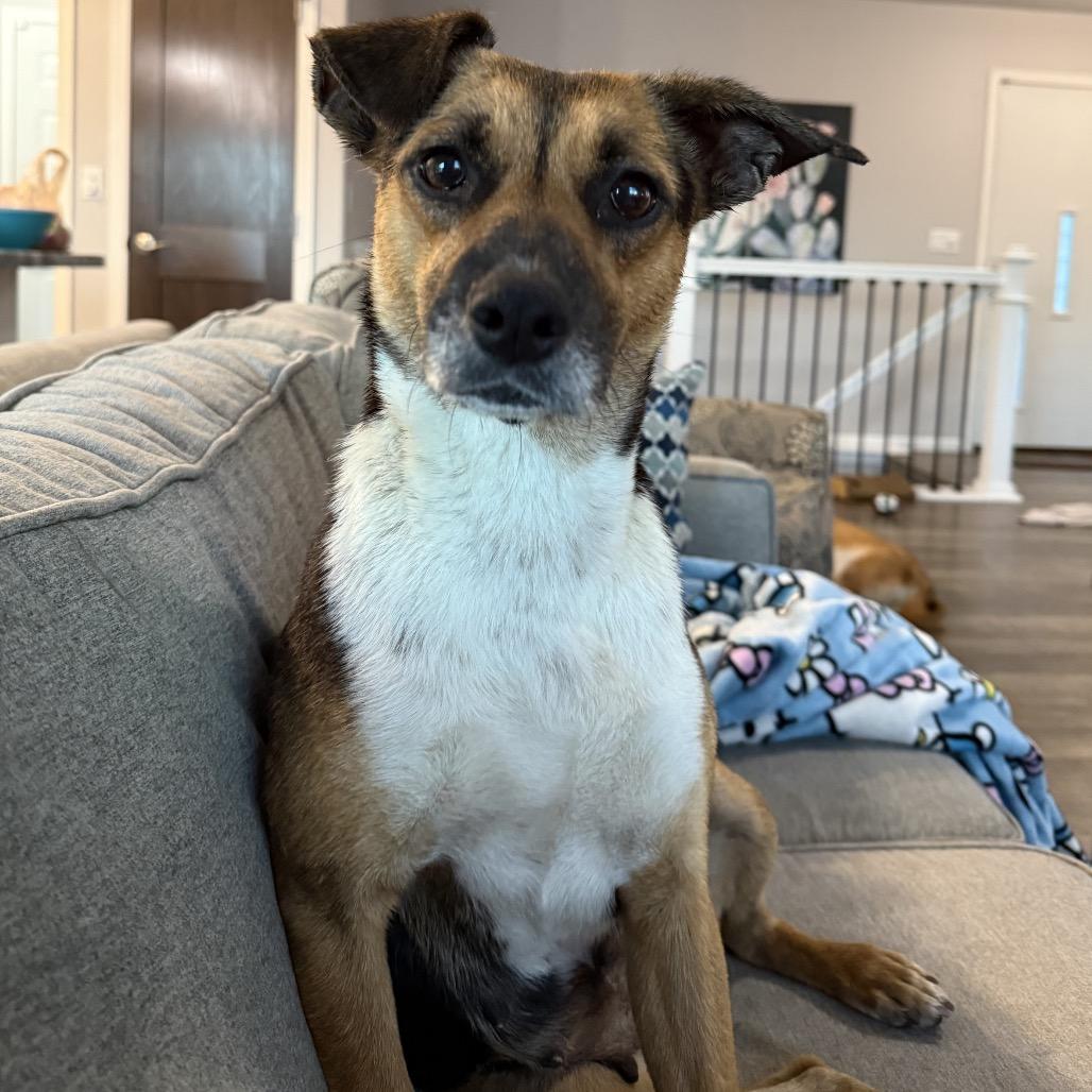 Enlarge Mariska, a Adoptable Mixed Breed in Sioux Falls, SD image 4/6