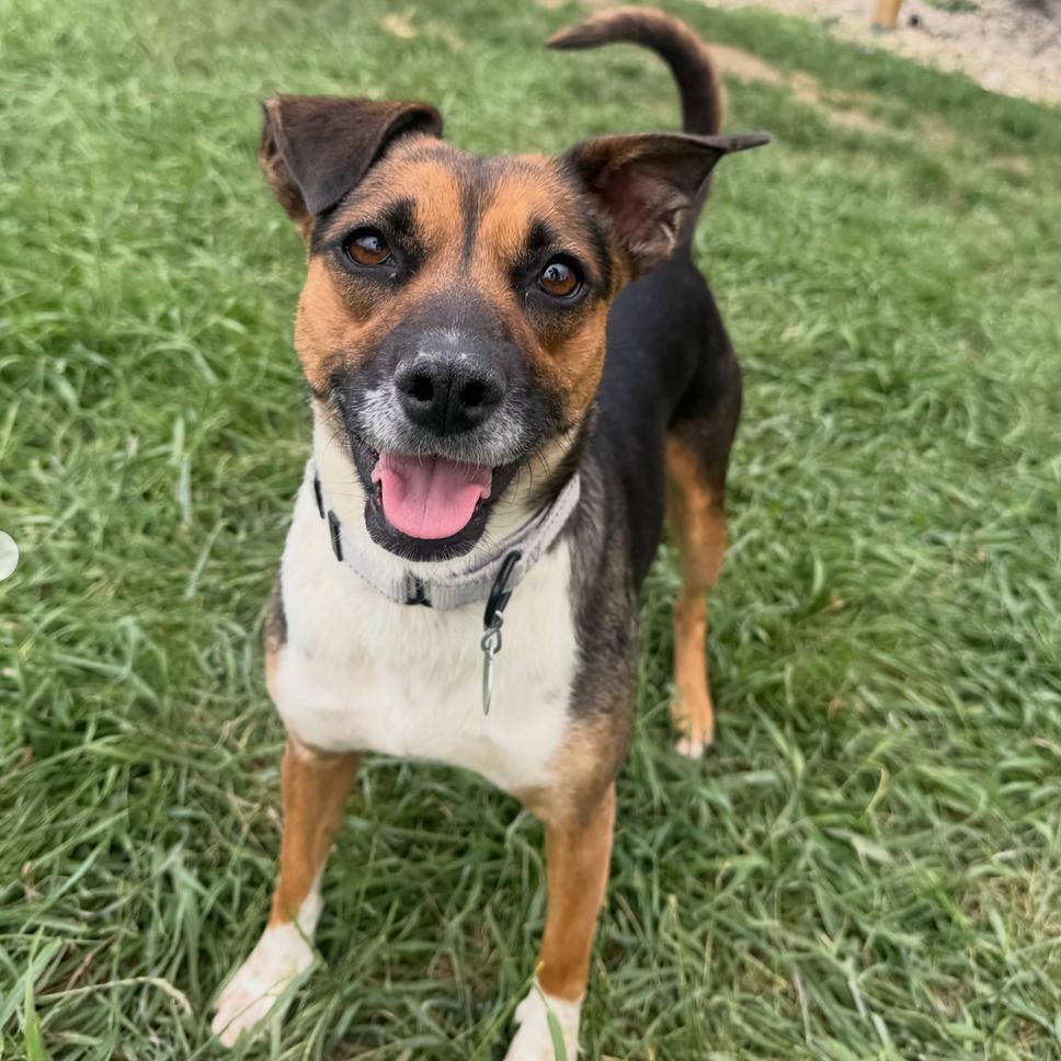 Enlarge Mariska, a Adoptable Mixed Breed in Sioux Falls, SD image 3/6