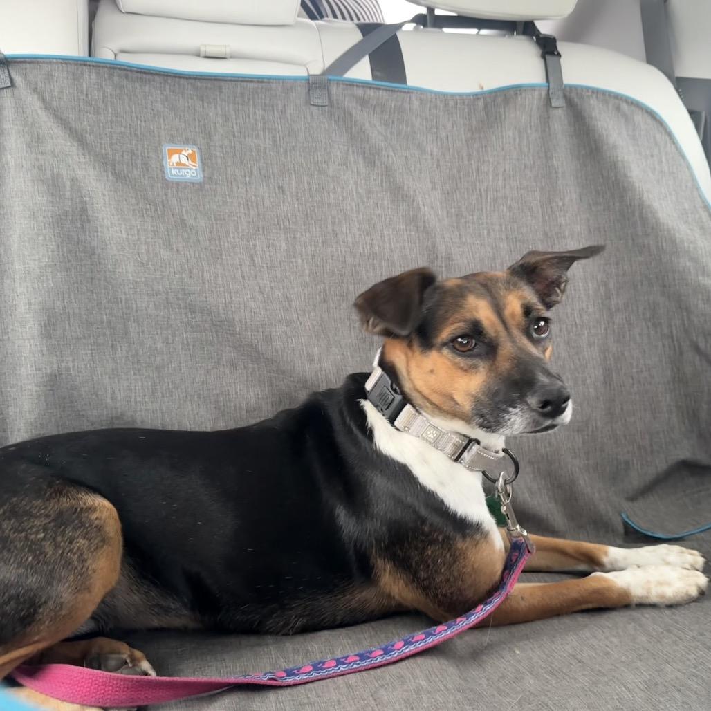 Enlarge Mariska, a Adoptable Mixed Breed in Sioux Falls, SD image 6/6
