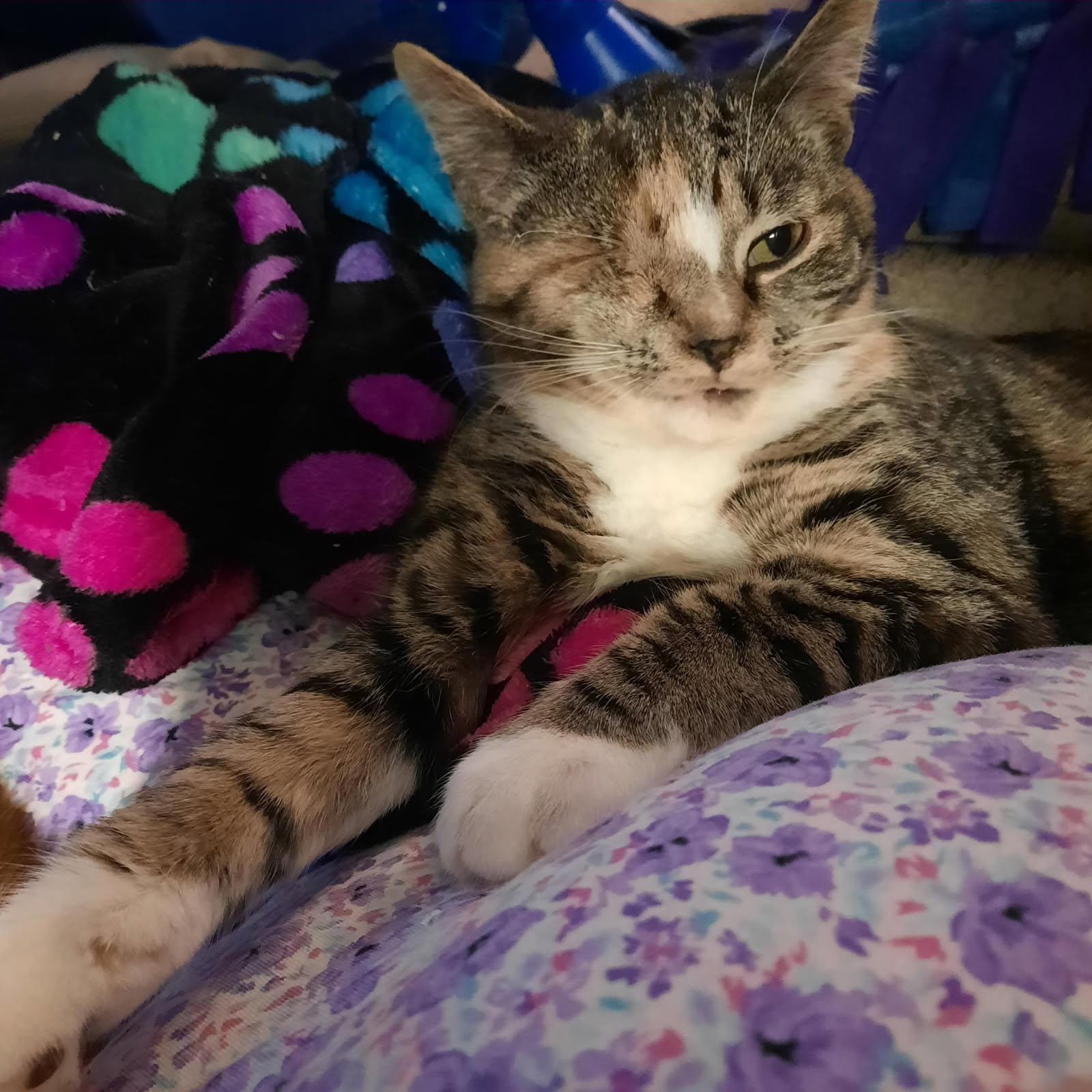 Paige, ADOPTABLE, Kitten Female Domestic Short Hair.