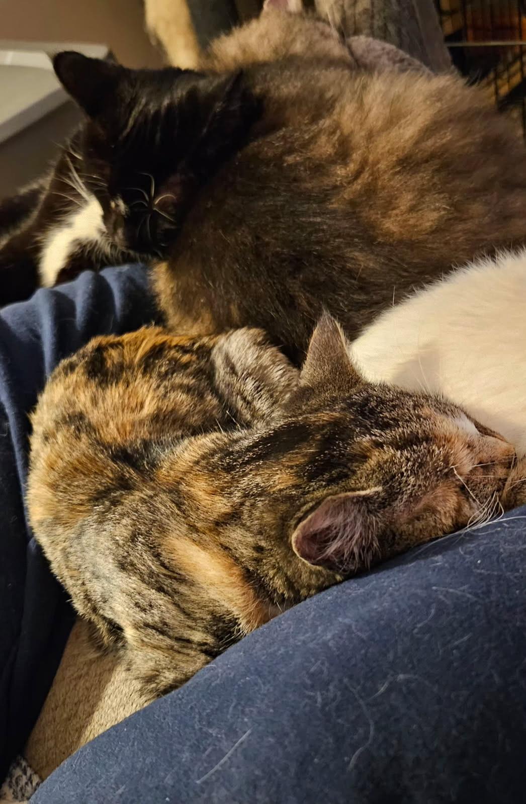 Paige, a ADOPTABLE Domestic Short Hair in Kirklin, IN image 4/5