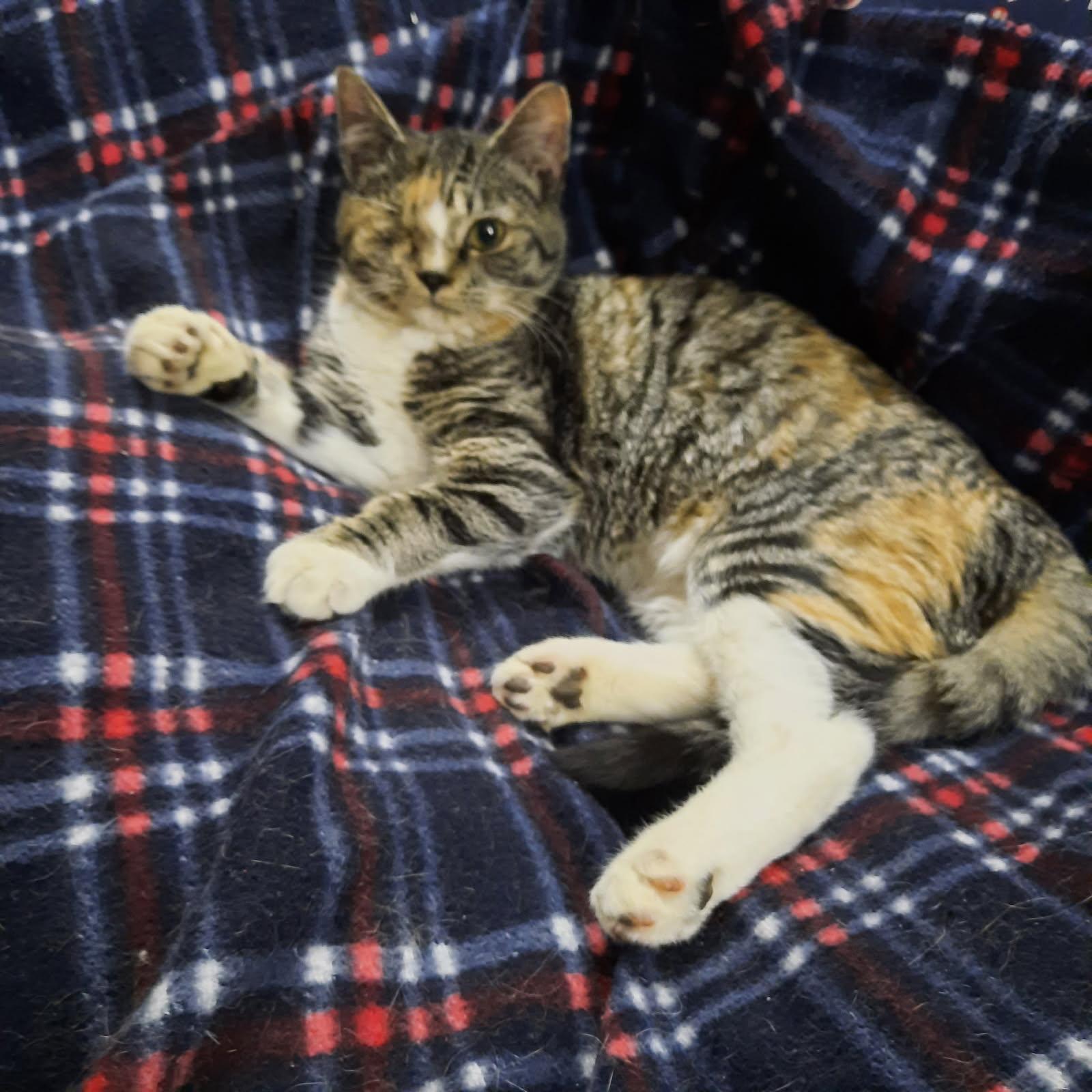 Paige, a ADOPTABLE Domestic Short Hair in Kirklin, IN image 2/5