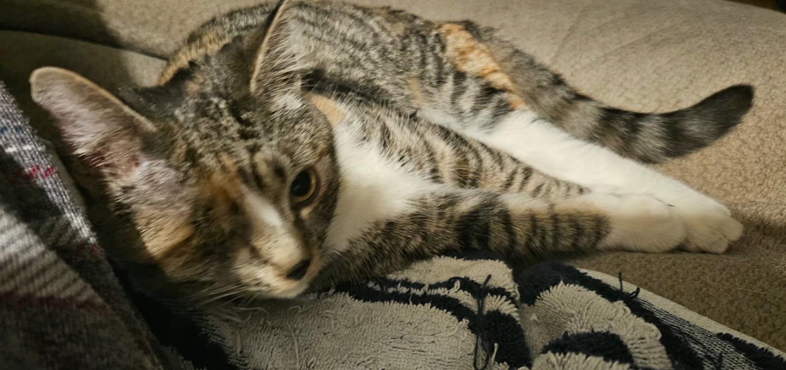 Paige, a ADOPTABLE Domestic Short Hair in Kirklin, IN image 5/5