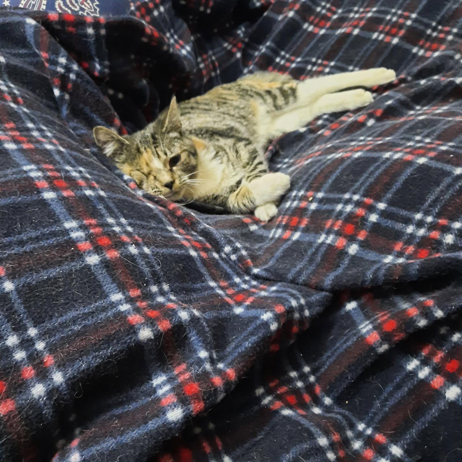 Paige, a ADOPTABLE Domestic Short Hair in Kirklin, IN image 3/5