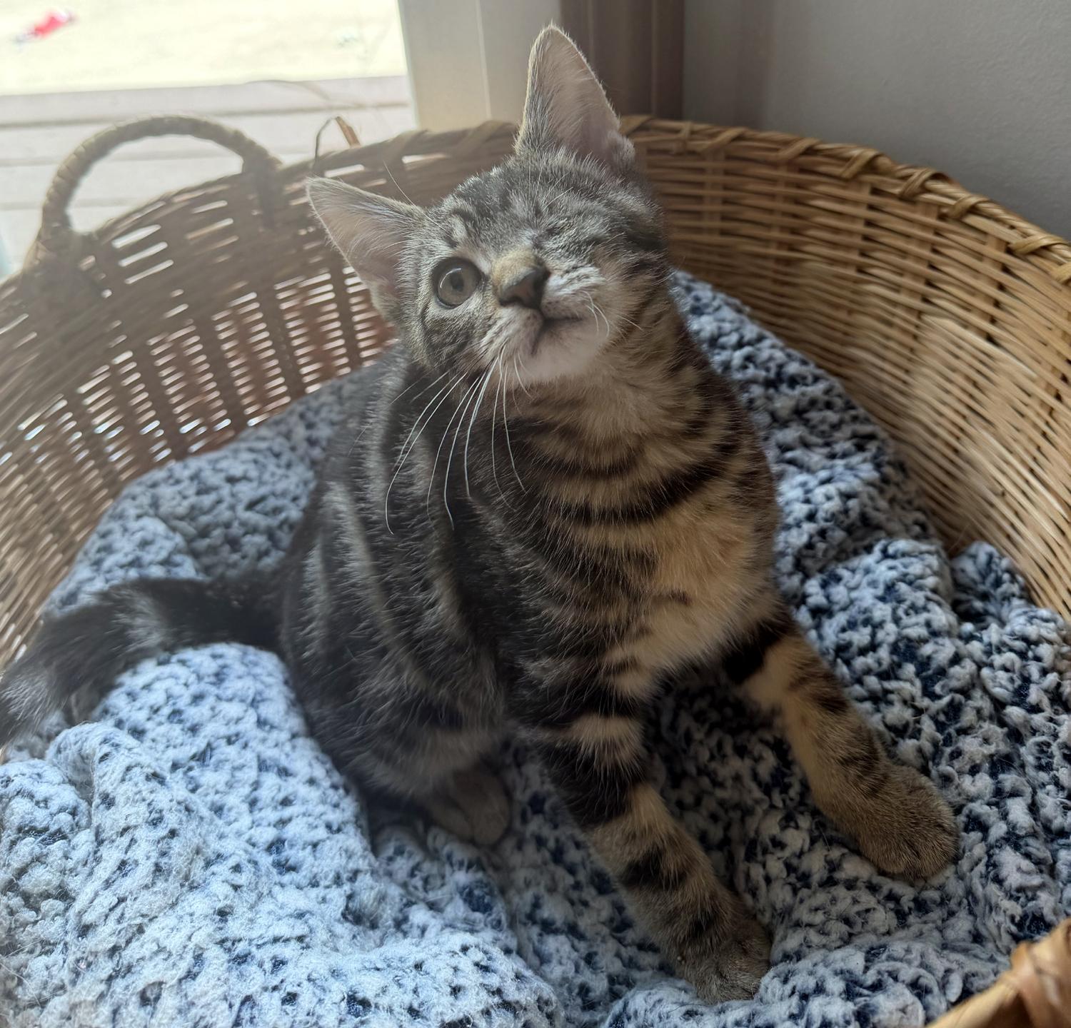 Enlarge Ducky, an adopted Domestic Short Hair in Wadsworth, OH image 3/3