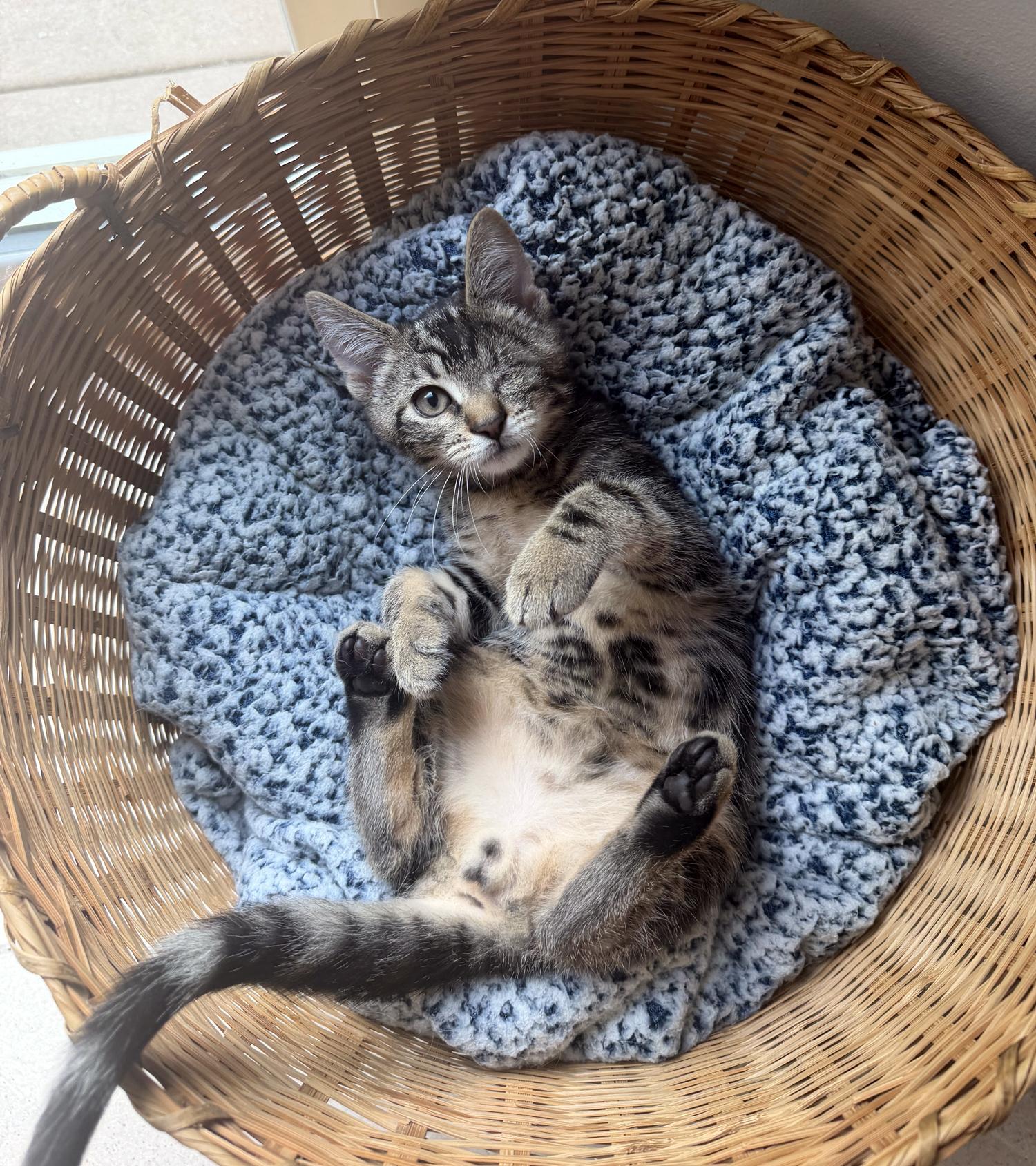 Enlarge Ducky, an adopted Domestic Short Hair in Wadsworth, OH image 1/3