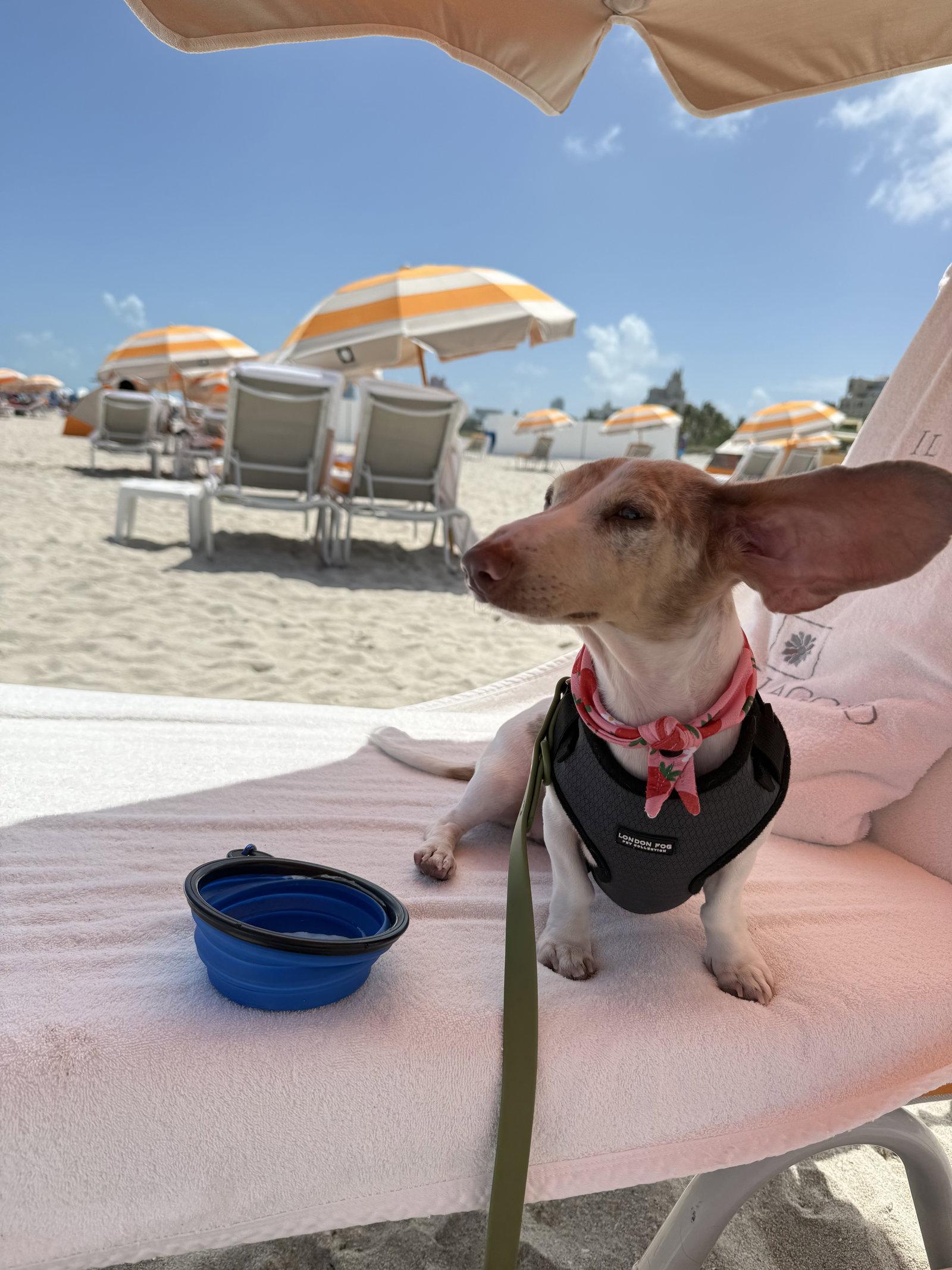 Isabella, Adopted, Young Female Dachshund.