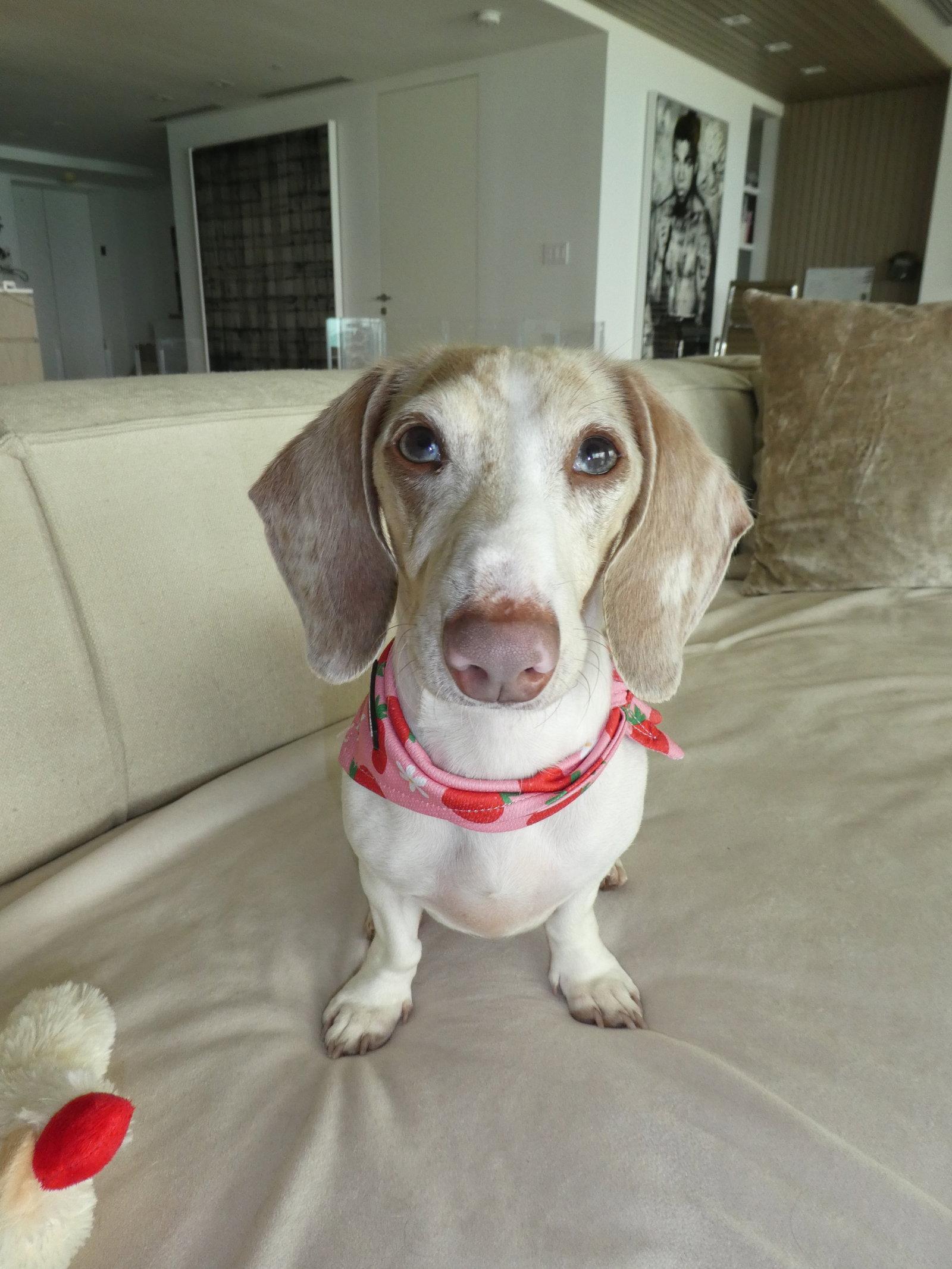 Isabella, a Adopted Dachshund in West Columbia, SC image 2/3