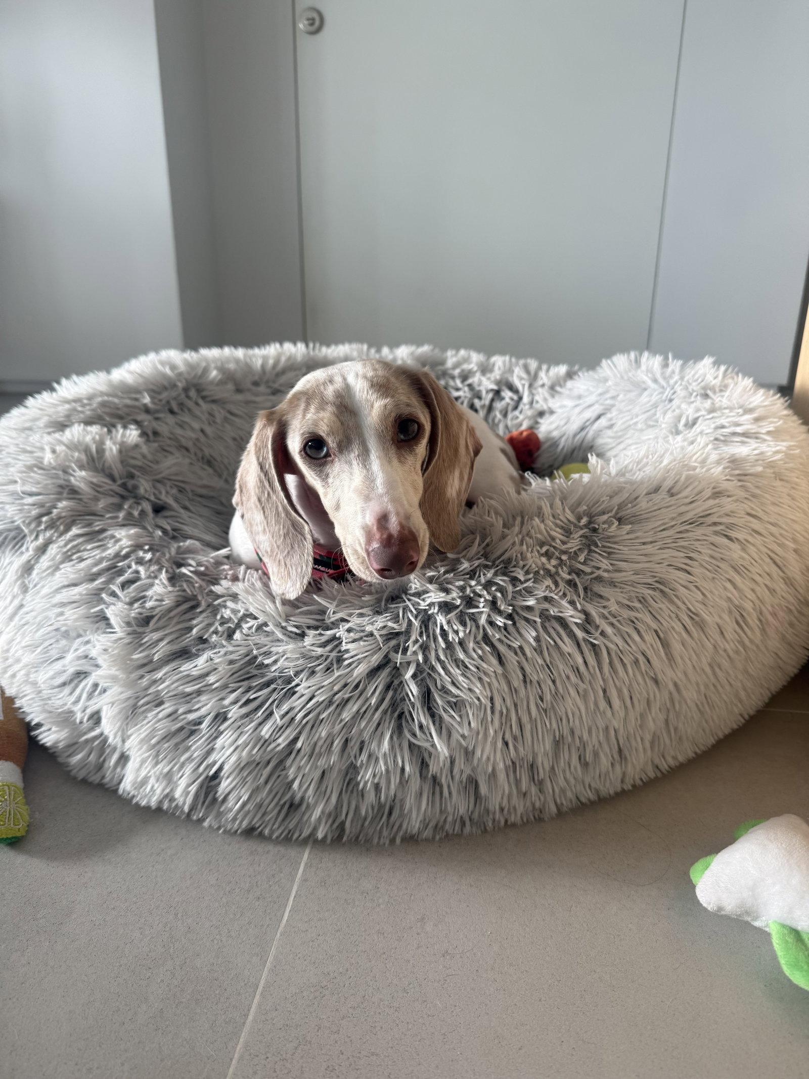Isabella, a Adopted Dachshund in West Columbia, SC image 3/3