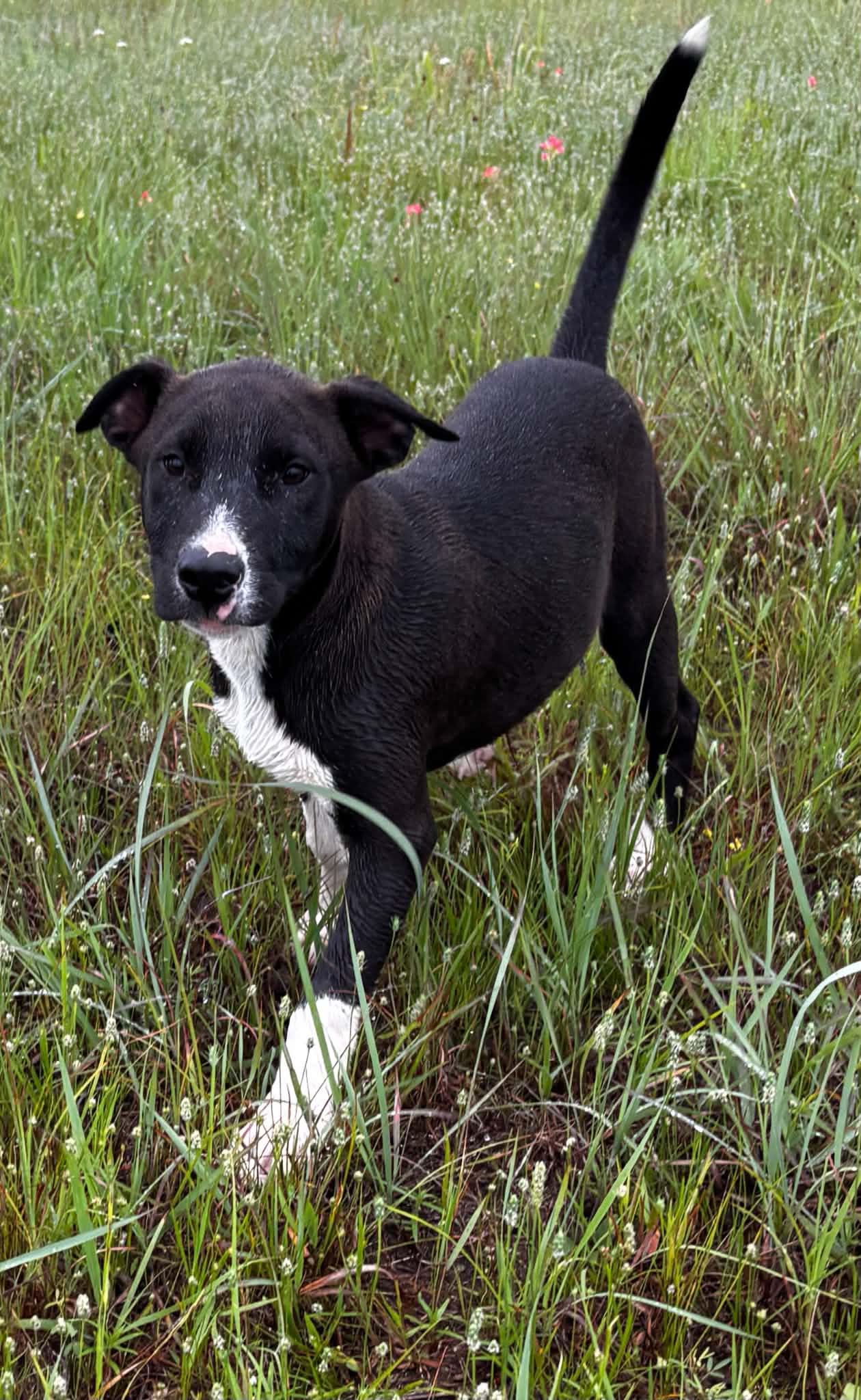 Enlarge Sleepy, a ADOPTABLE mixed breed in Okemah, OK image 2/2