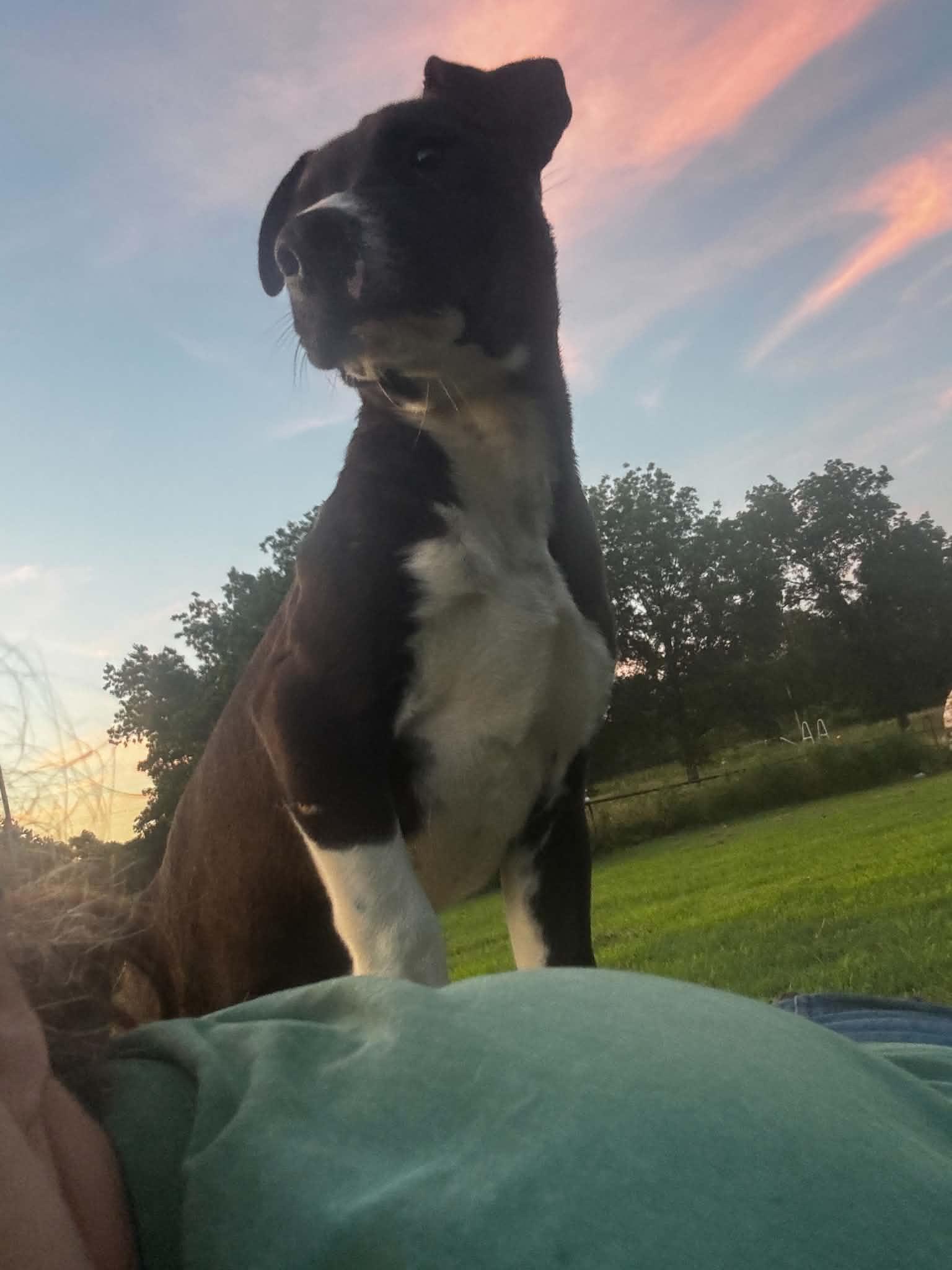 Sleepy, ADOPTABLE, Young Male Pit Bull Terrier.