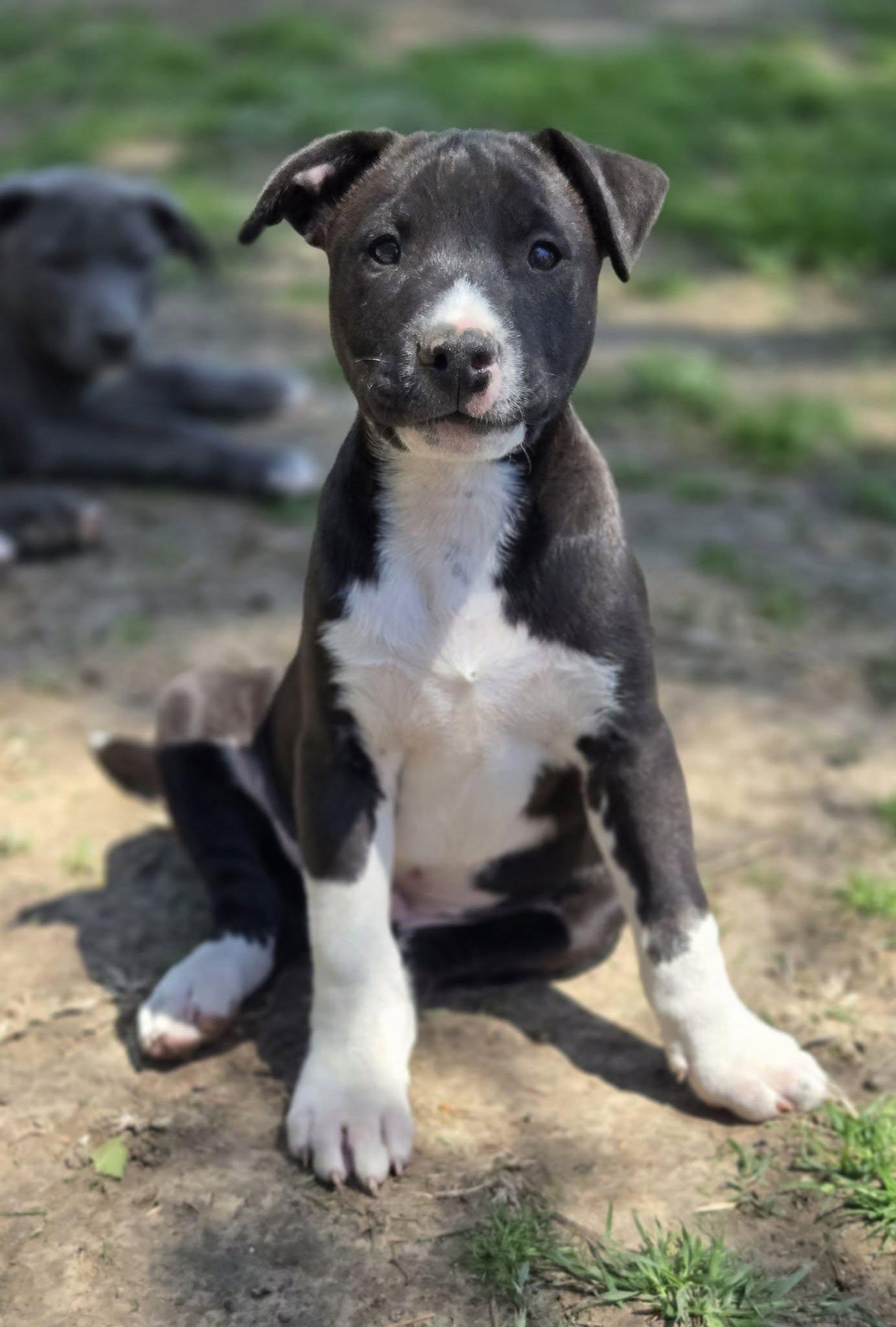 Sleepy, ADOPTABLE, Young Male Pit Bull Terrier.