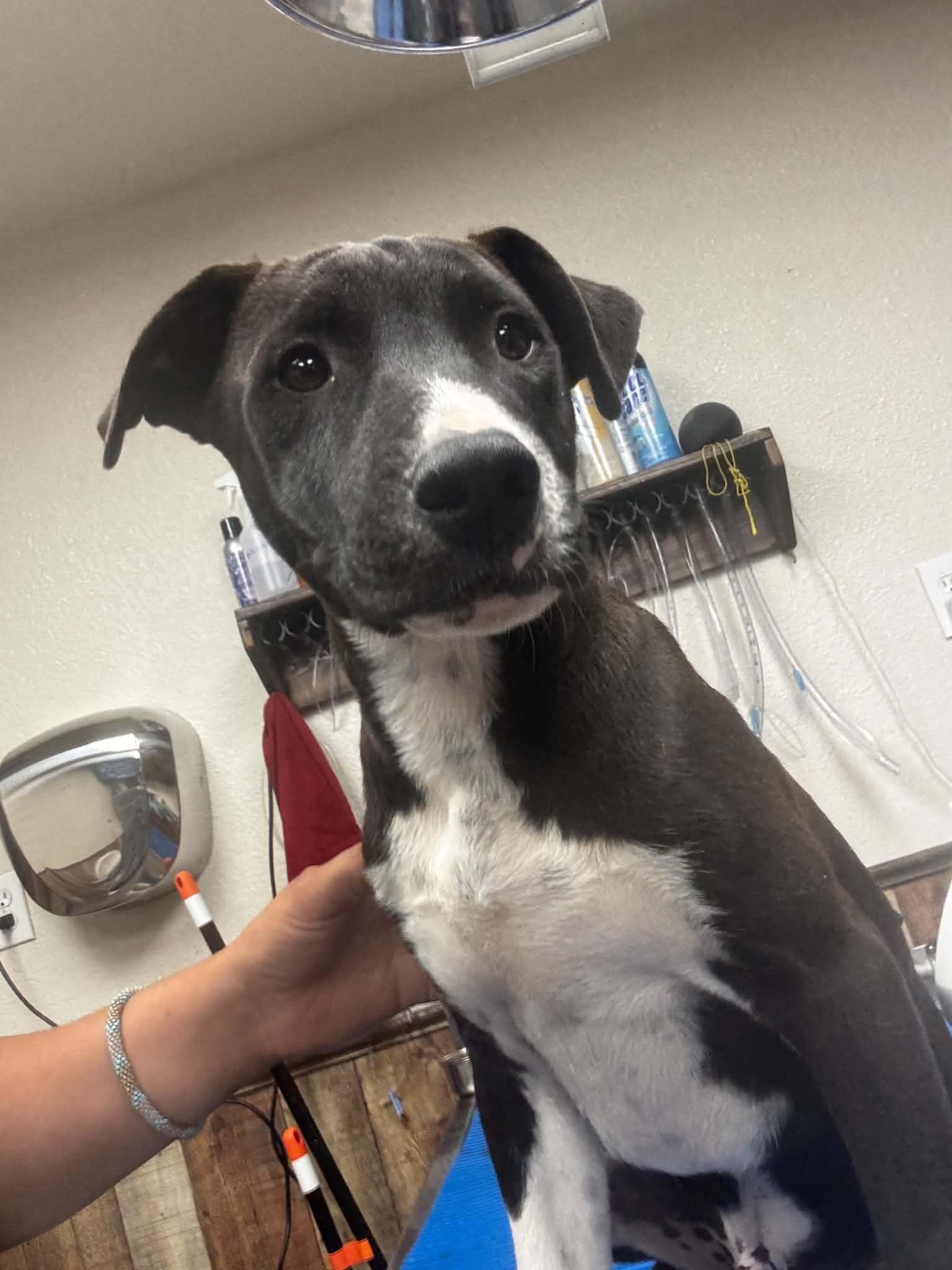 Sleepy, a ADOPTABLE mixed breed in Okemah, OK image 2/5