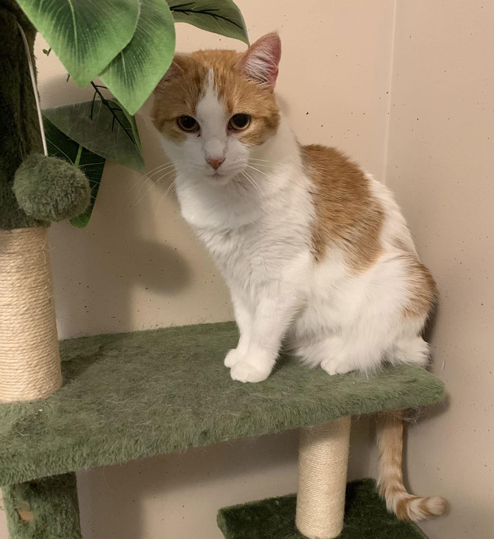 Enlarge Penelope, a Adoptable Domestic Short Hair in Bloomington, IL image 1/1