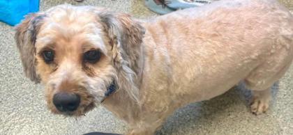 Skipper, Adopted, Adult Male Cocker Spaniel & Poodle.