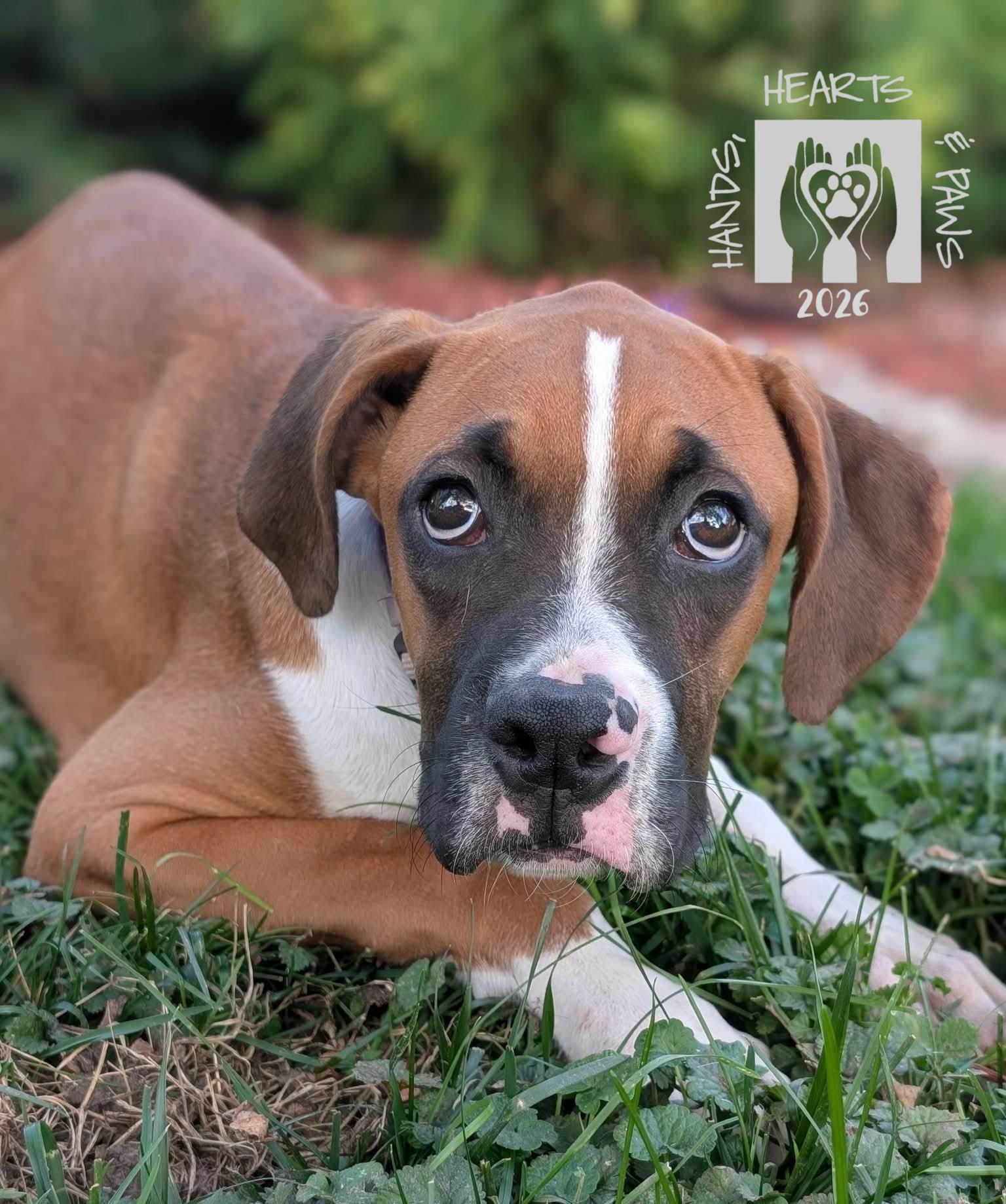 Warlock, Adoptable, Puppy Male Boxer.
