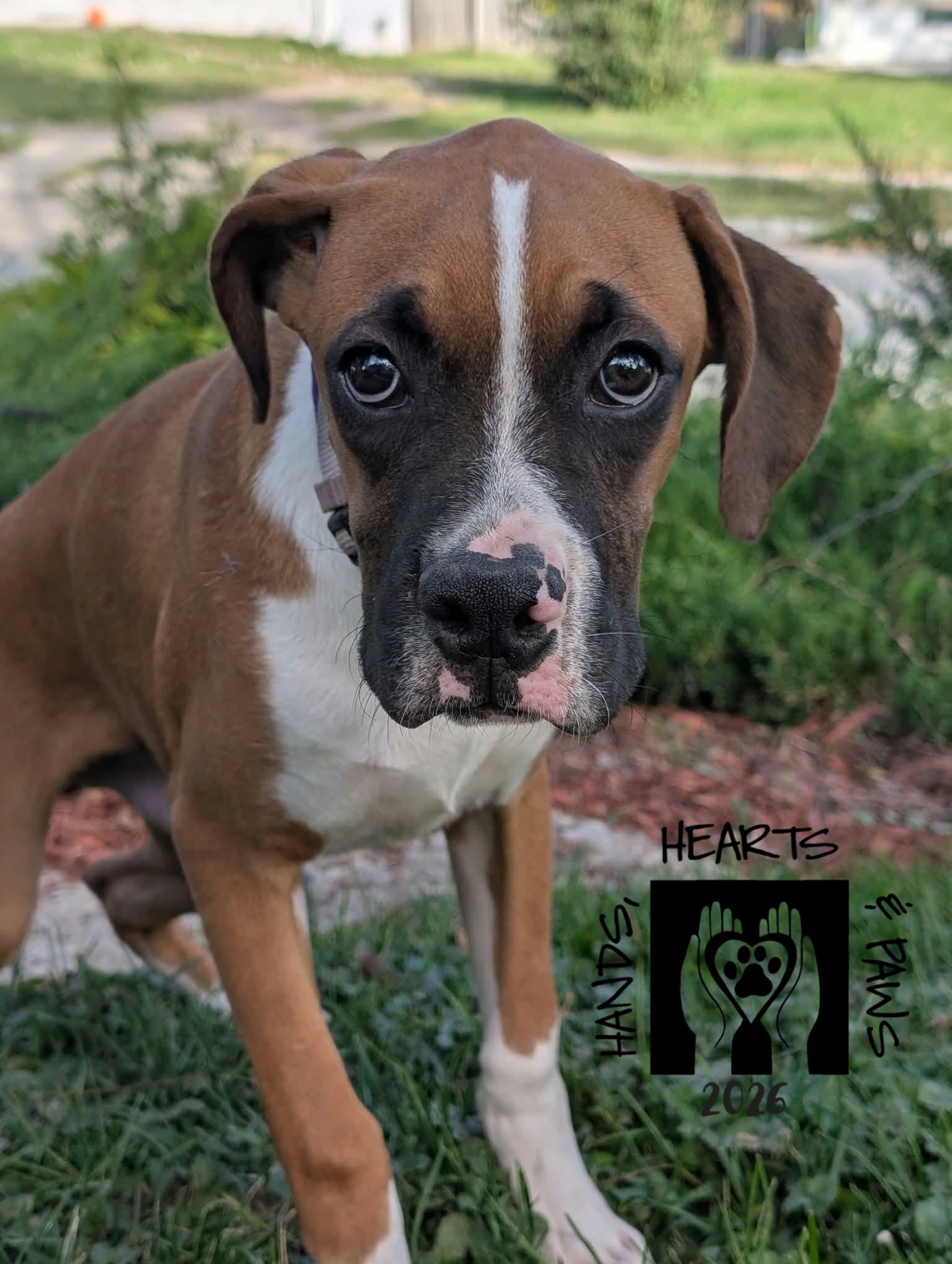 Enlarge Warlock, a Adoptable Boxer in Omaha, NE image 3/3