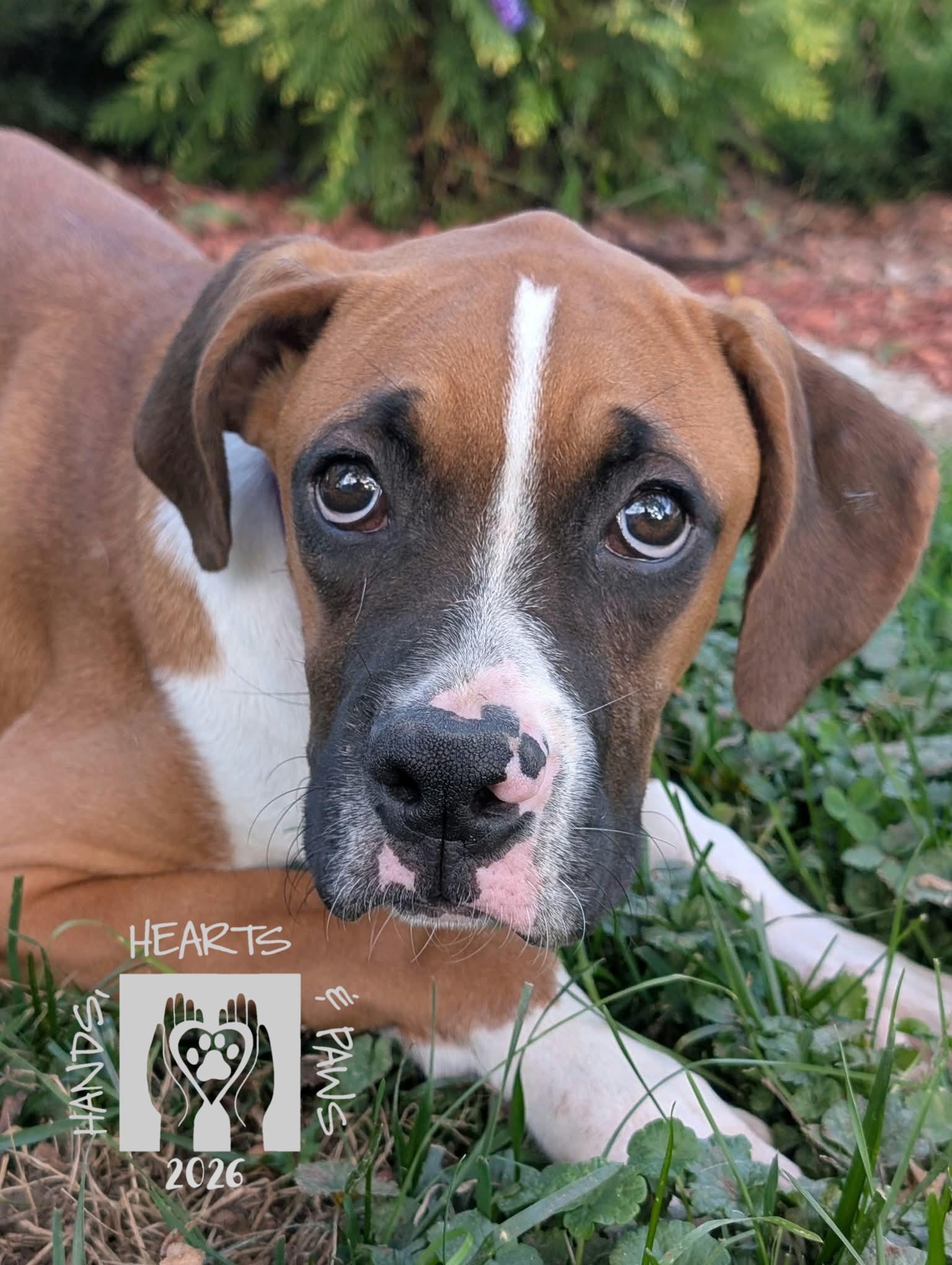 Enlarge Warlock, a Adoptable Boxer in Omaha, NE image 2/3