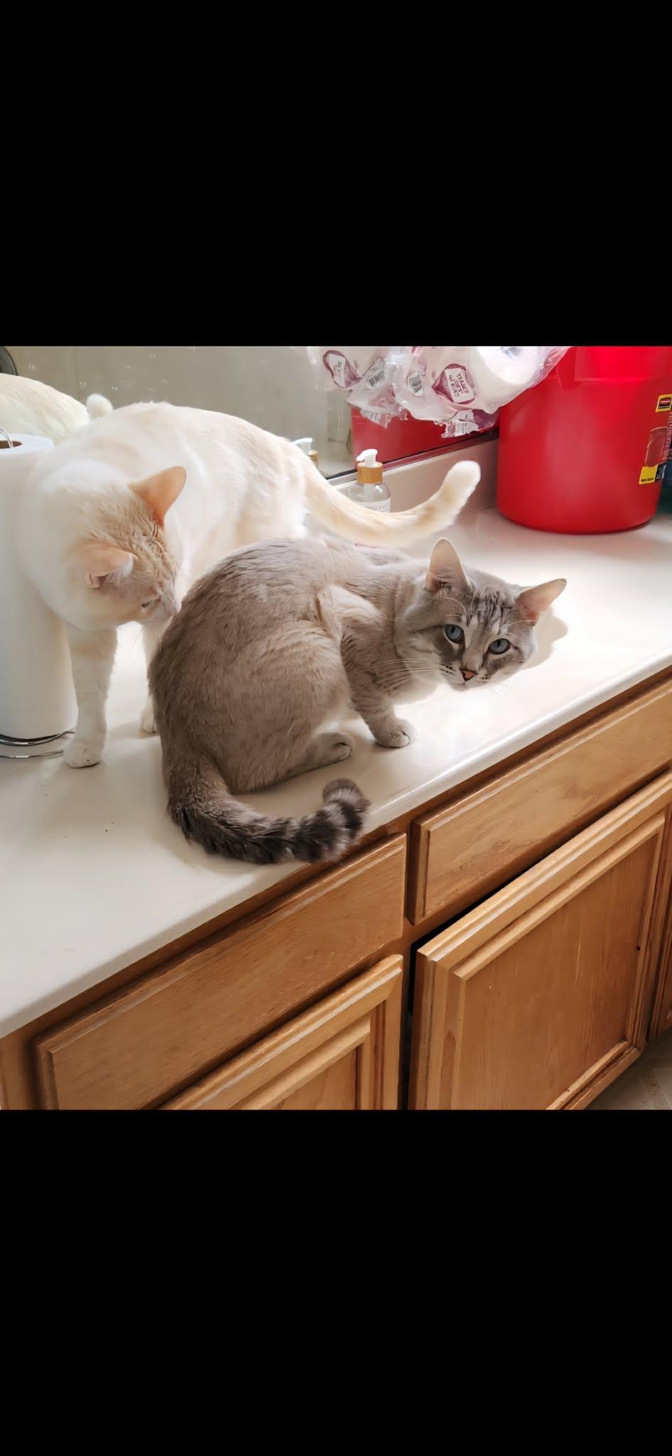 Enlarge Flame and Cream Point Siamese- Owner Passed, a ADOPTABLE Domestic Short Hair in Torrance, CA image 3/3