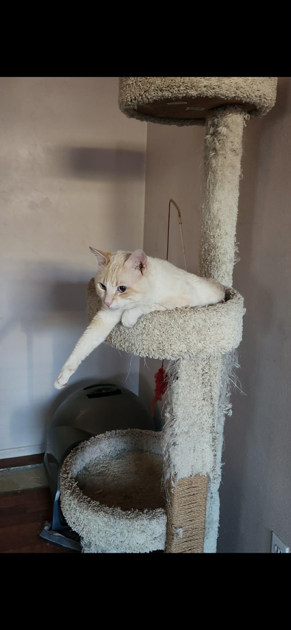Enlarge Flame and Cream Point Siamese- Owner Passed, a ADOPTABLE Domestic Short Hair in Torrance, CA image 2/3