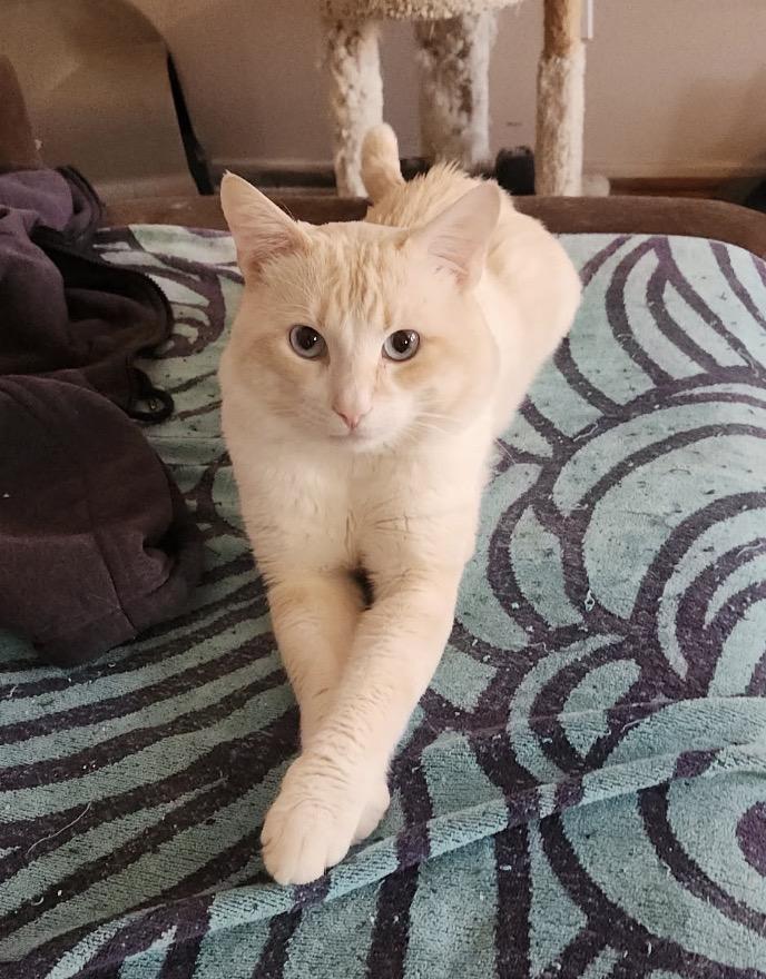 Flame and Cream Point Siamese- Owner Passed, ADOPTABLE, Young Male Domestic Short Hair.
