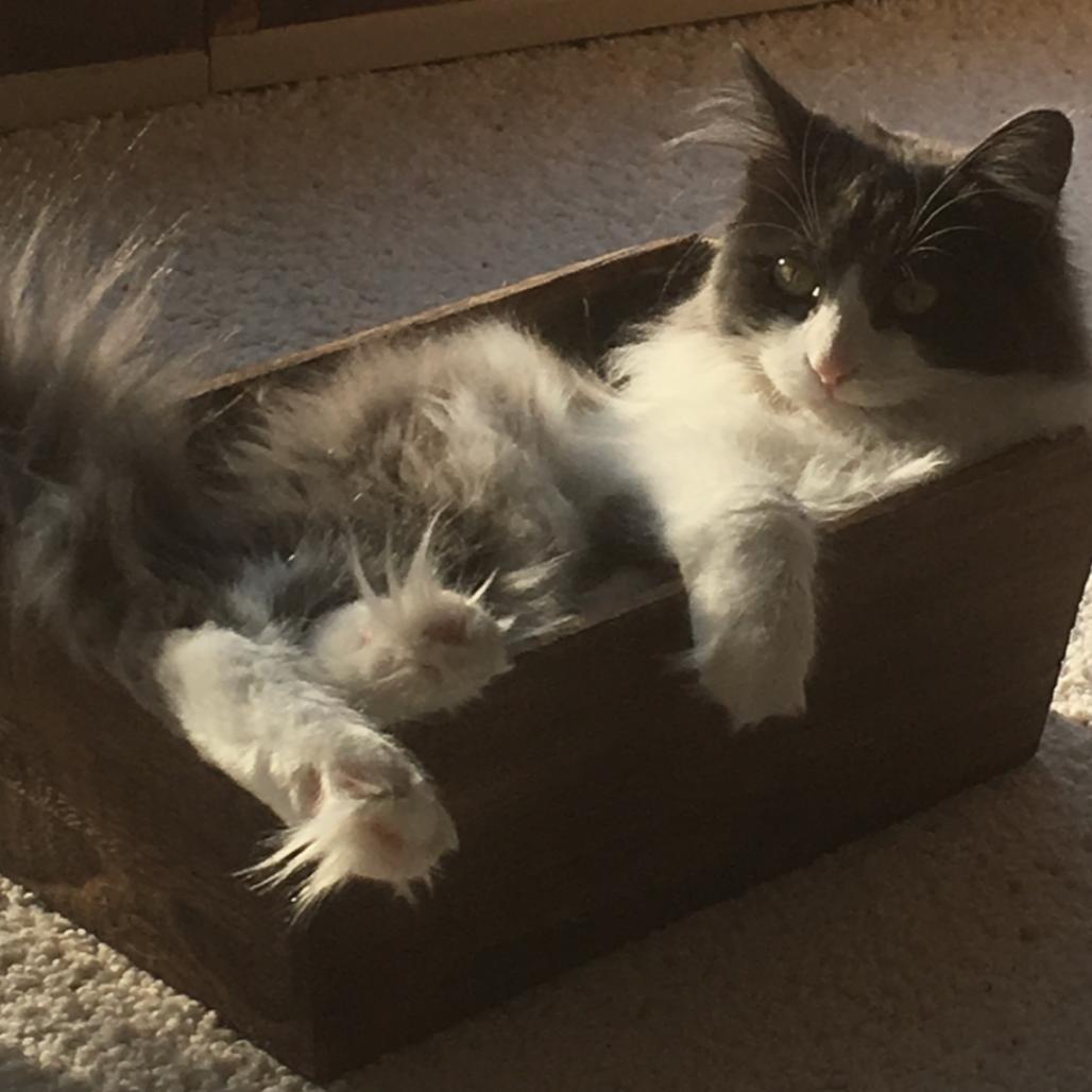 Enlarge Izzy, a Adoptable Domestic Long Hair in International Falls, MN image 1/4