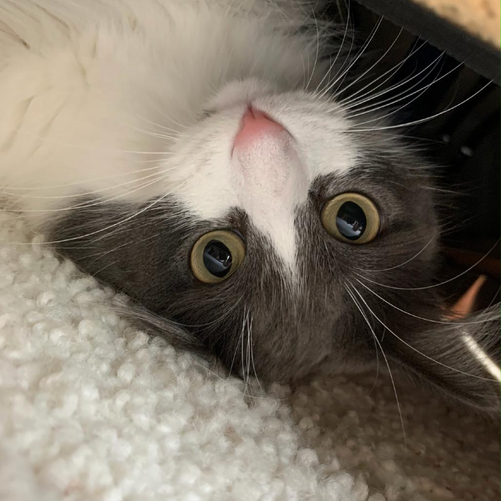 Enlarge Izzy, a Adoptable Domestic Long Hair in International Falls, MN image 2/4