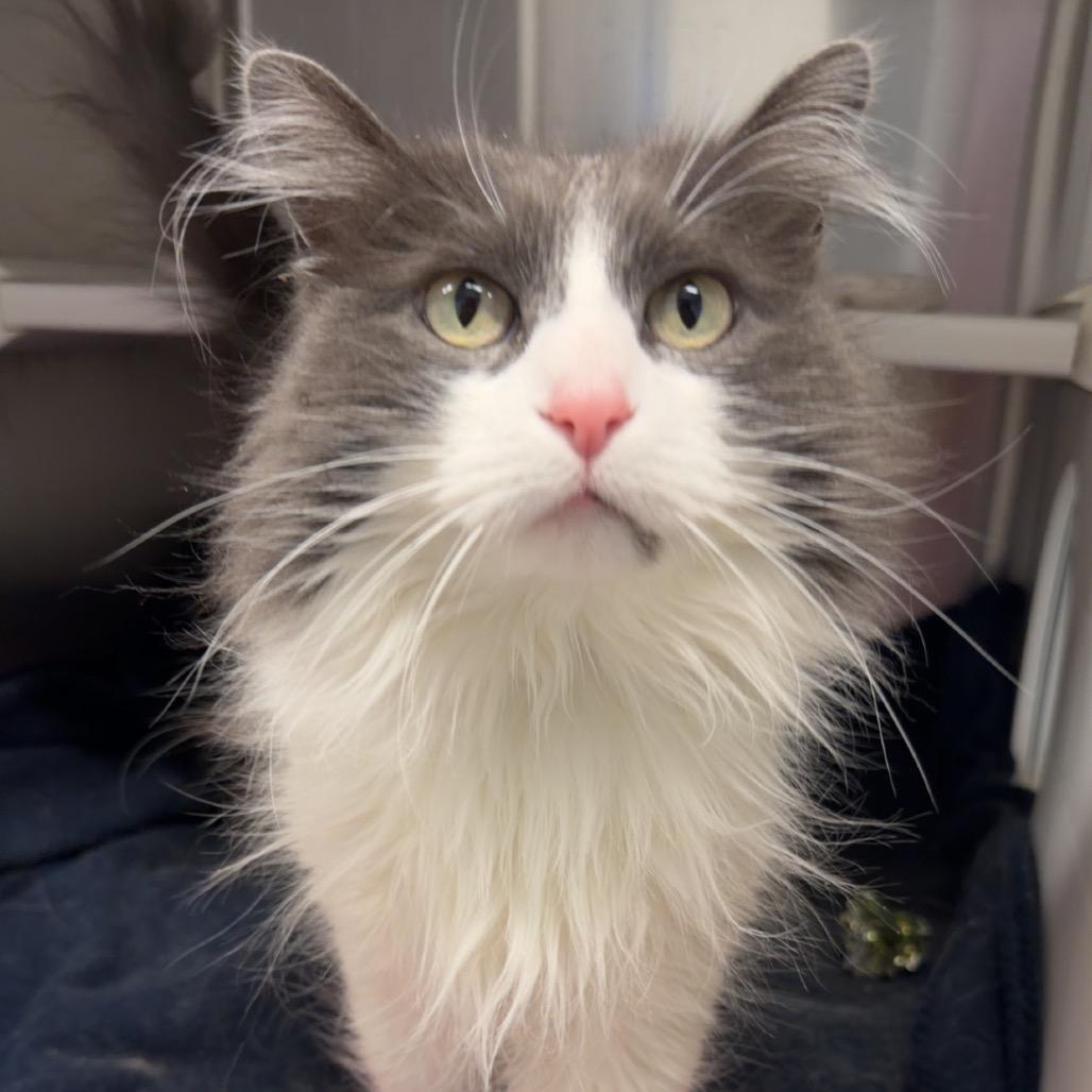 Enlarge Izzy, a Adoptable Domestic Long Hair in International Falls, MN image 3/4